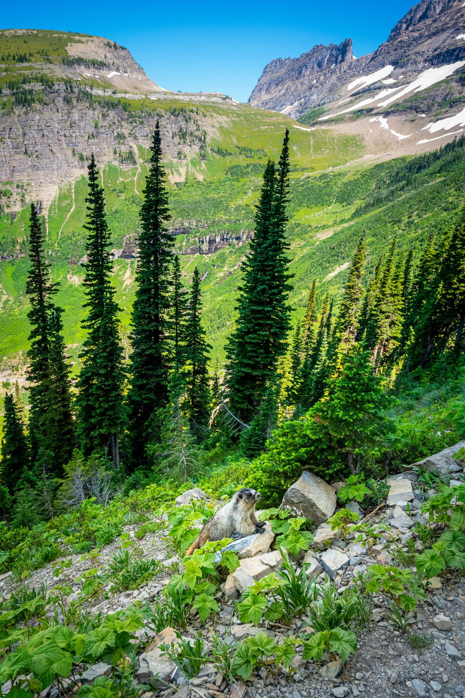 Glacier National Park - Haystack Butte and a Marmot
Fine Art Photography Print Sold by Sean Magner