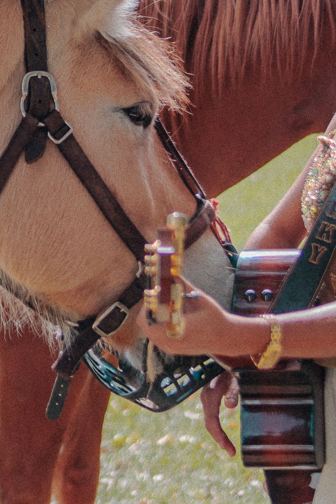 Close-up of a brown horse sniffing a decorative guitar held by a person. Musician and artist photography Colorado.