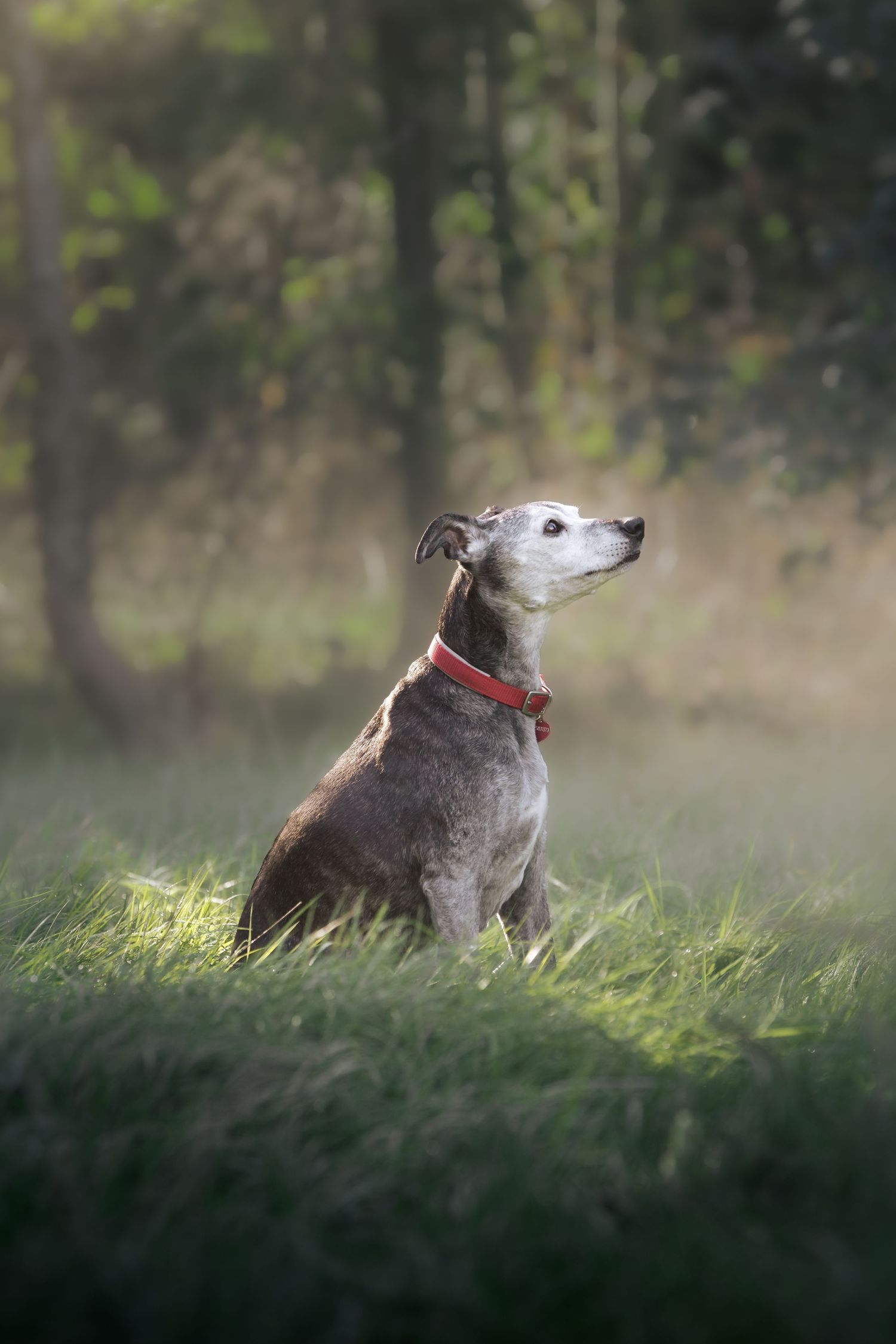 A grey whippet dog with a red collar sits attentively in lush green grass with a soft bokeh forest background.