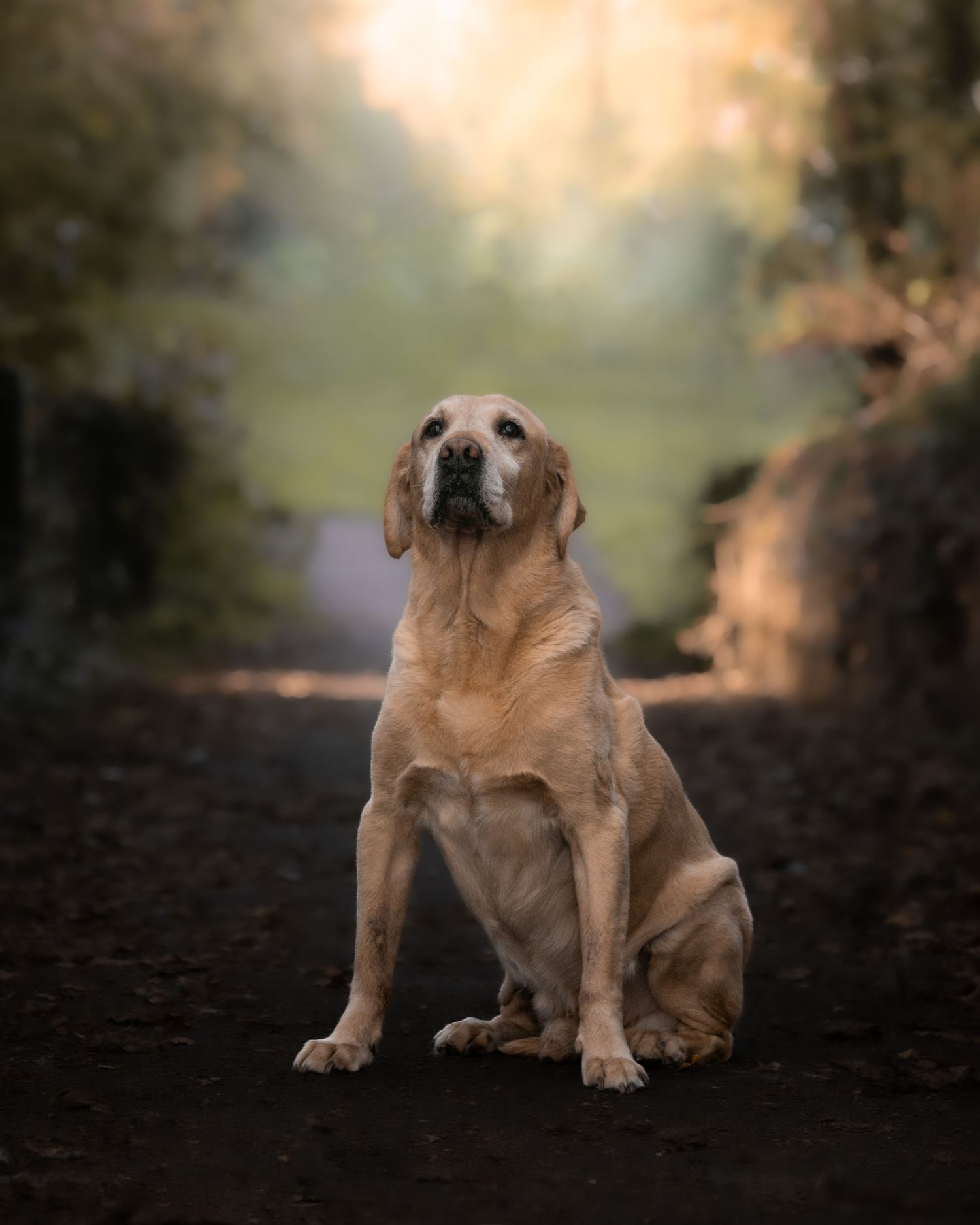 A golden Labrador Retriever sits on a dirt path surrounded by soft bokeh greenery in warm autumn light.