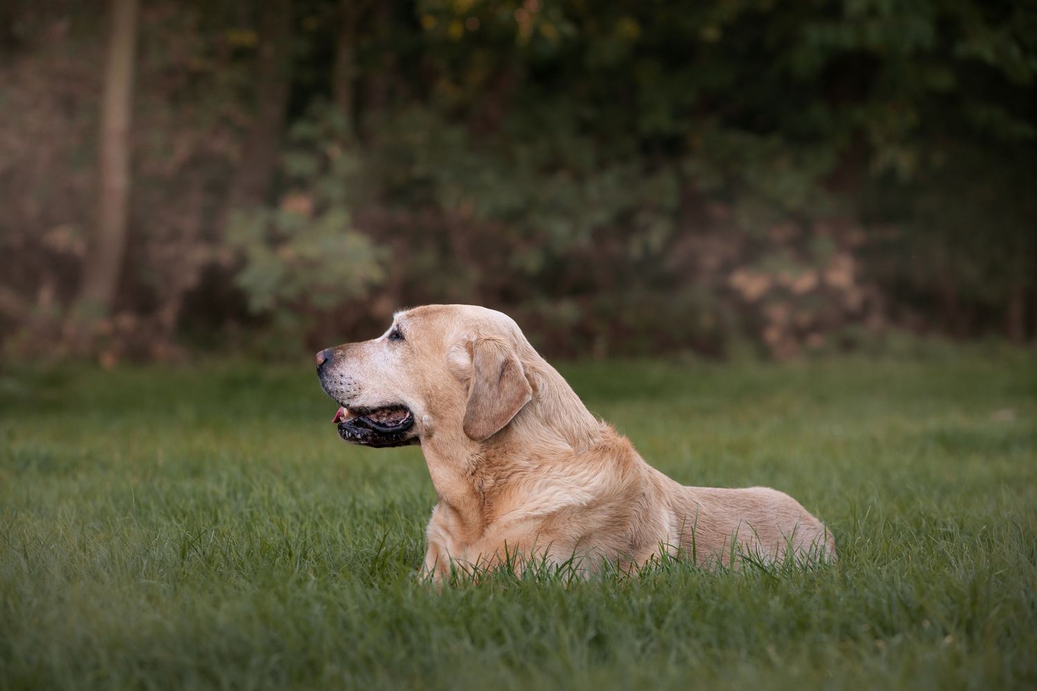 Golden Labrador dog lying on green grass in a garden, looking alert with trees in the background.