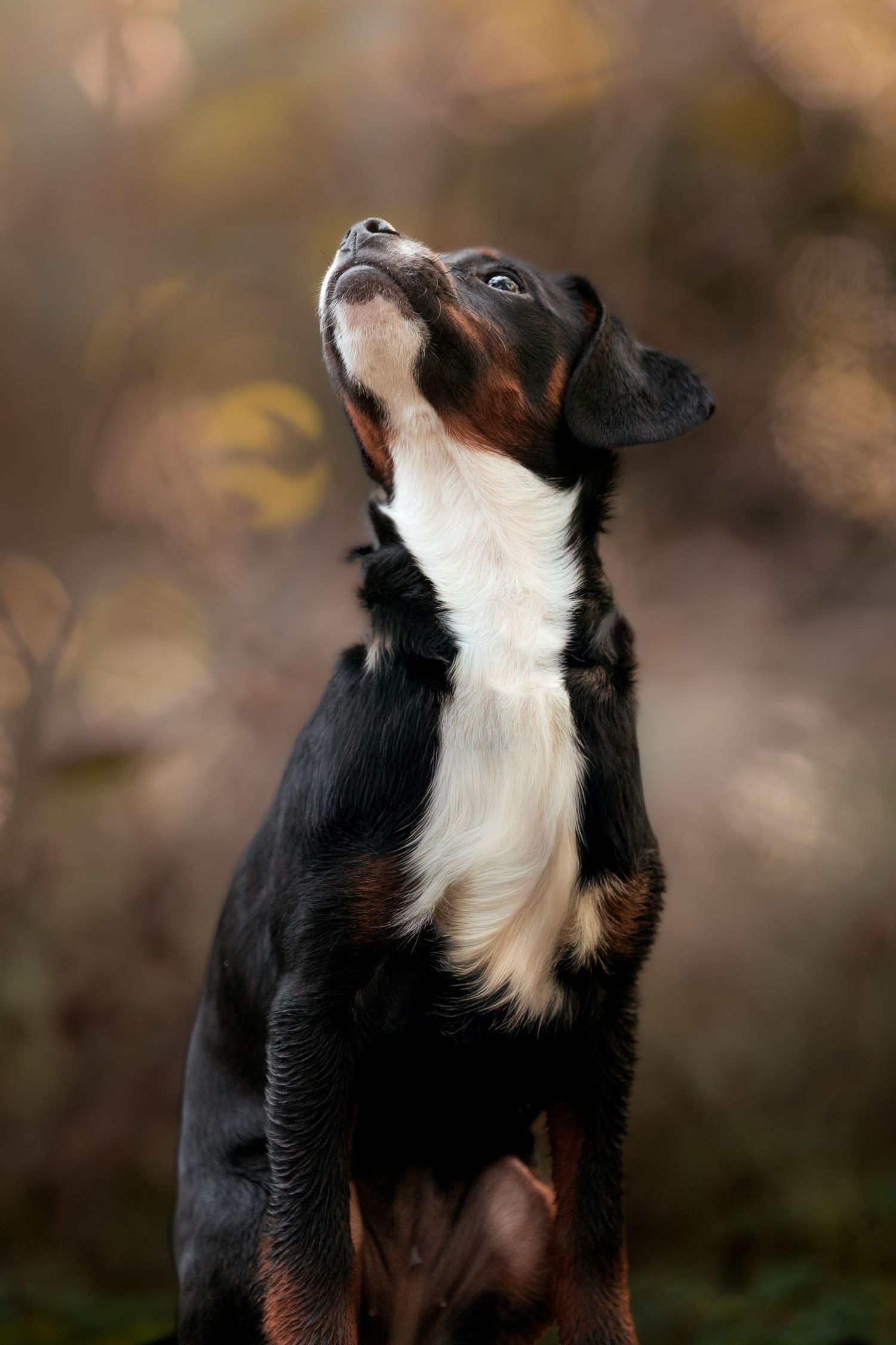 A tricolor Appenzeller Sennenhund dog looking upward against a soft bokeh autumn background.