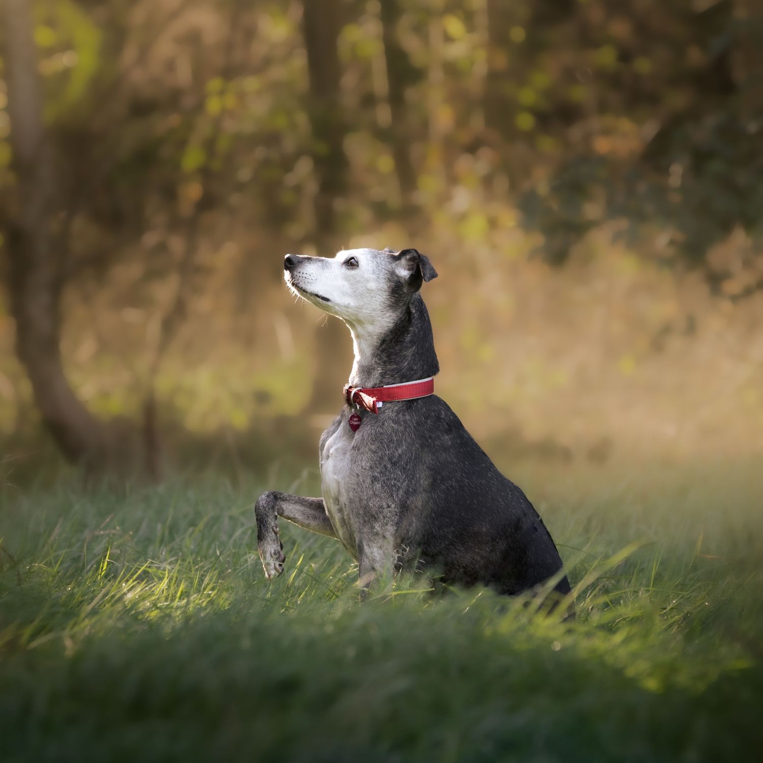 A grey greyhound with a red collar sits attentively in green grass with blurred trees in the background.