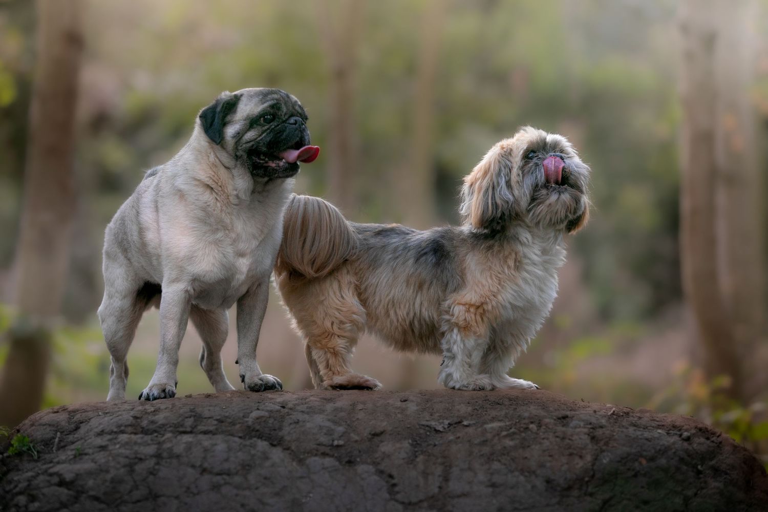 A pug and a Shih Tzu stand together on a rock in a forest, both with tongues out.
