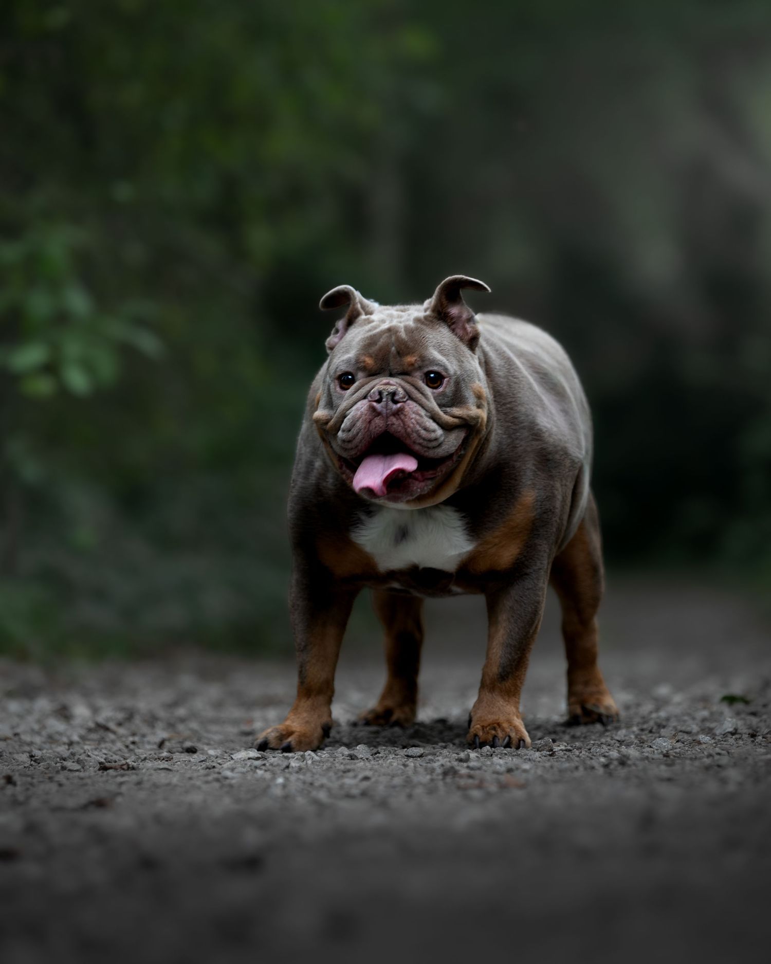 A stocky brown and tan English Bulldog stands on a gravel path with tongue out, surrounded by lush green foliage.