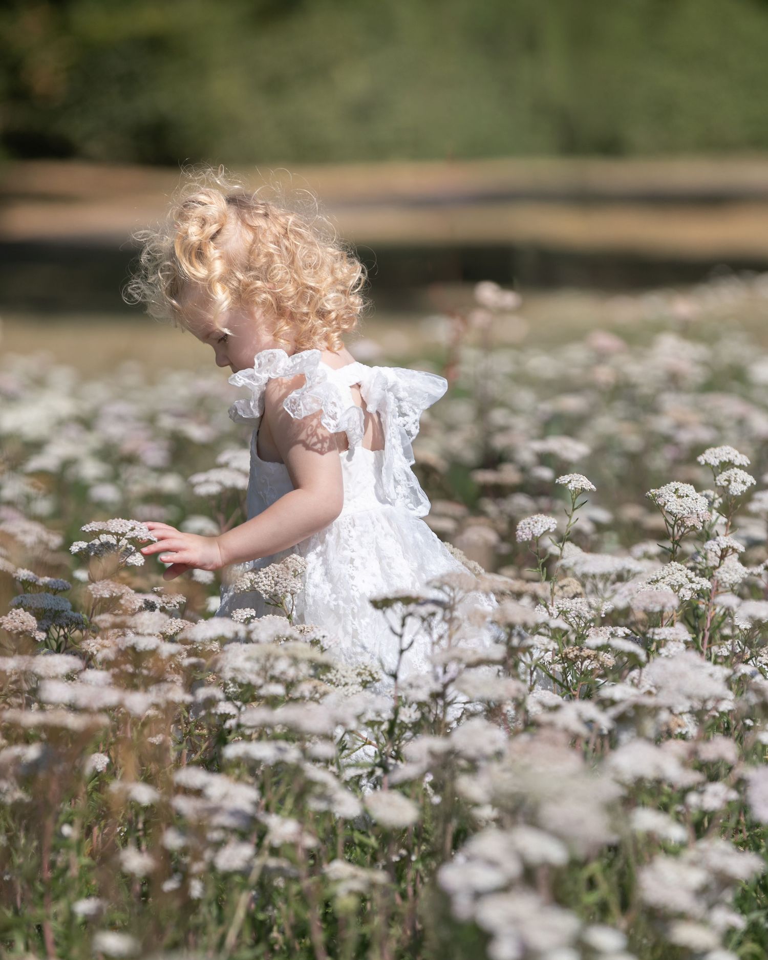 A young girl with curly blonde hair in a white lace dress reaches for wildflowers in a sunlit meadow.