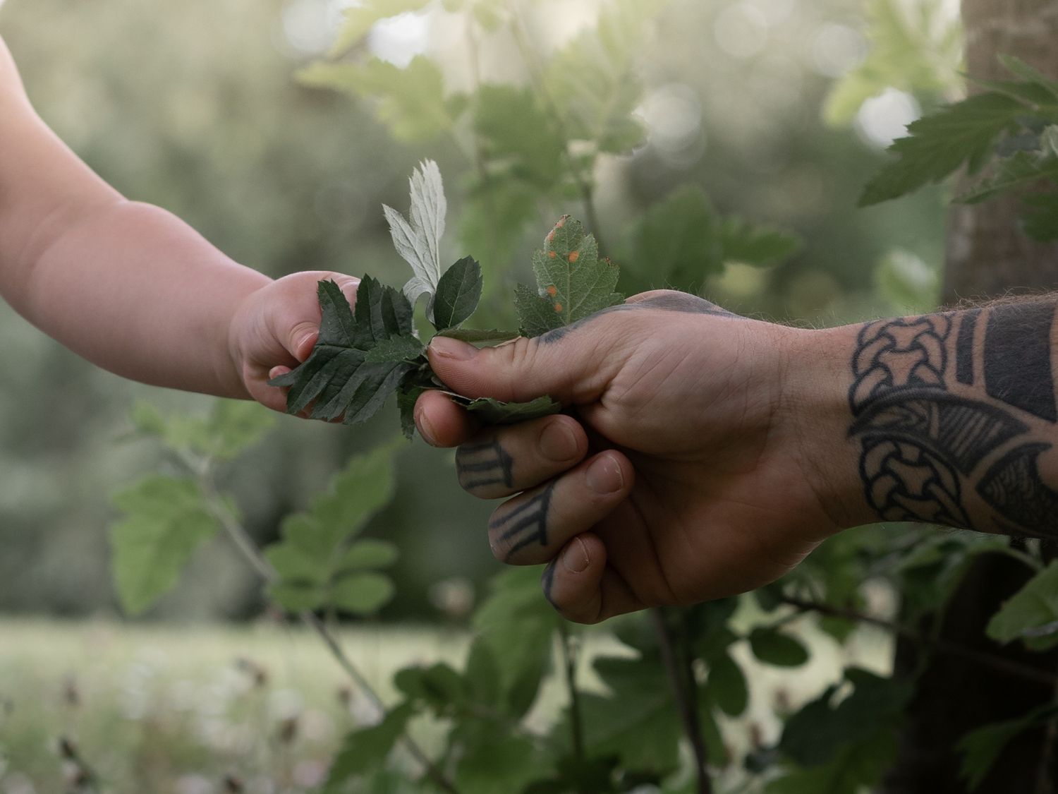 A tattooed hand and a baby's hand sharing a green leafy plant sprig outdoors.
