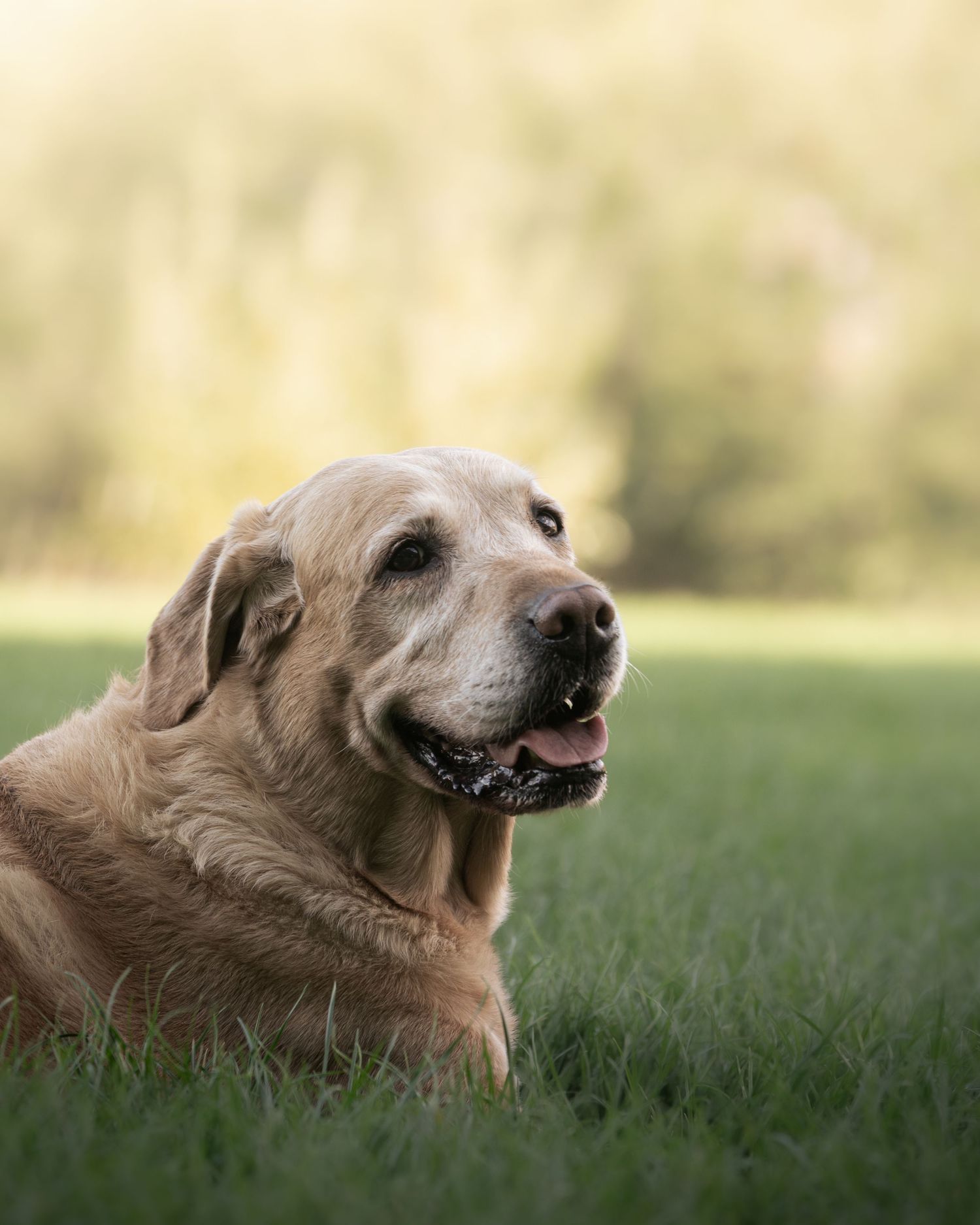 An elderly golden Labrador dog resting on green grass outdoors, with a soft bokeh background of trees and sunlight.