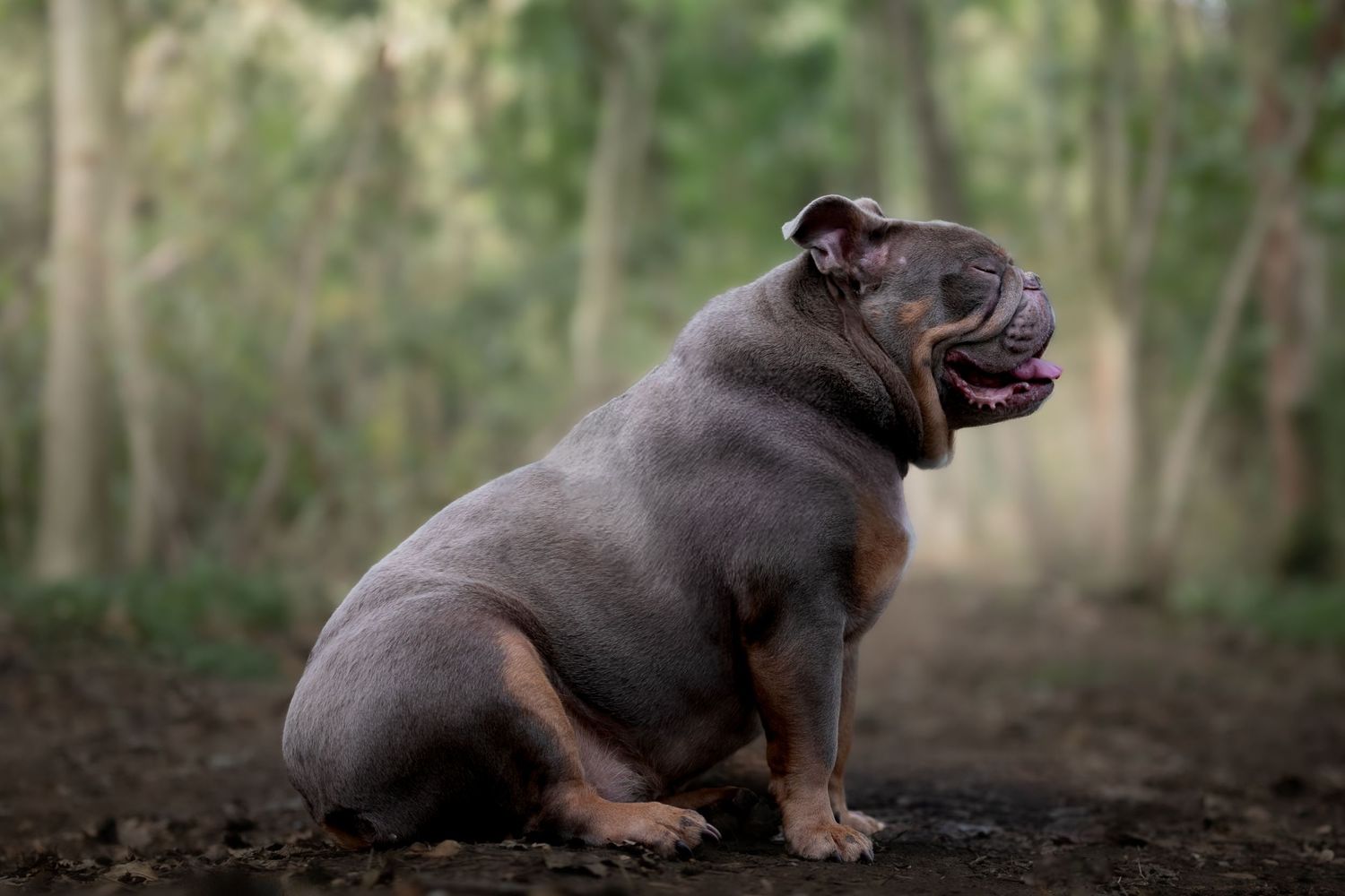 A stocky gray bulldog sits on dirt ground with mouth open, posed against a blurred green forest backdrop.