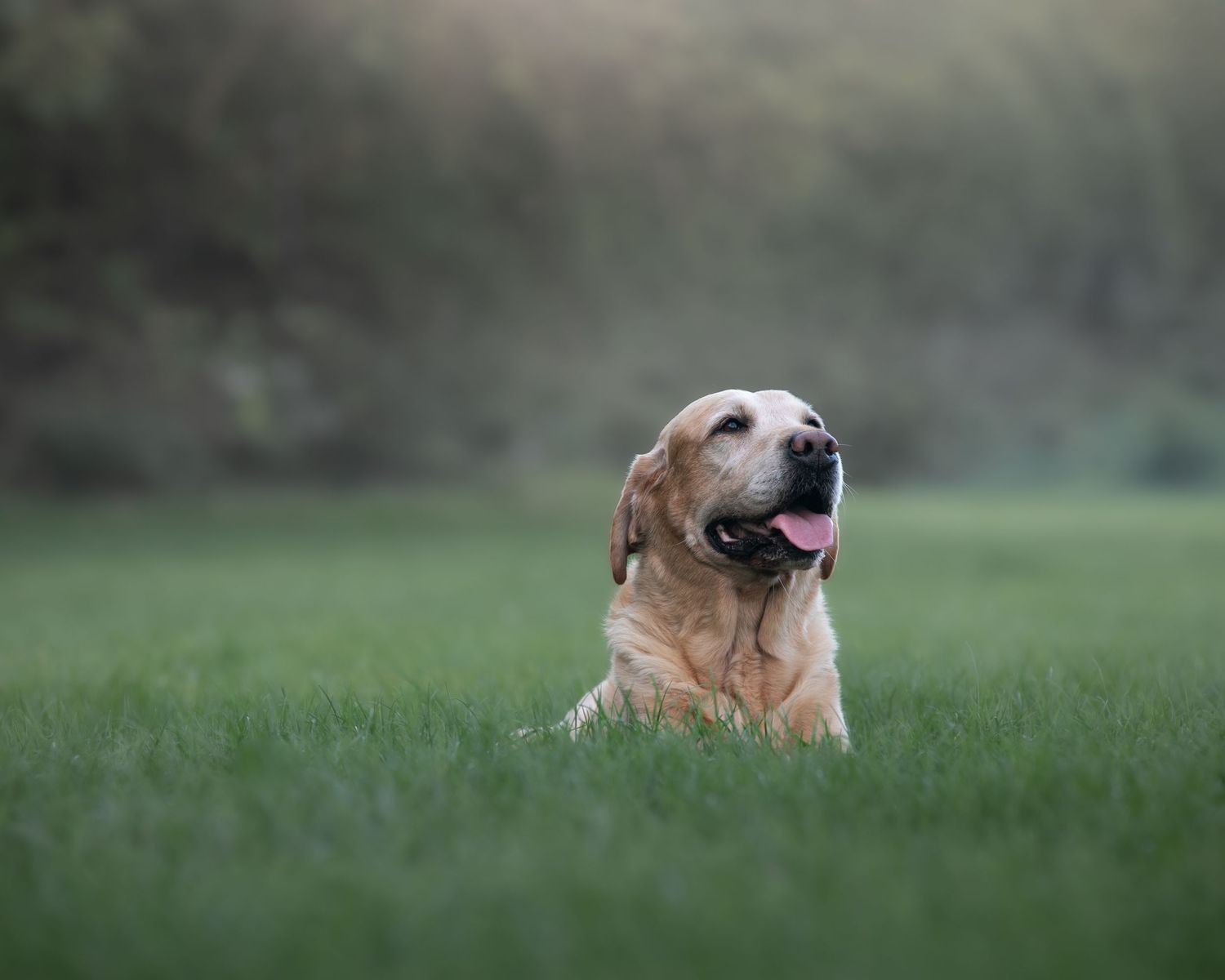 A golden Labrador Retriever resting in lush green grass with tongue out, set against a soft bokeh background.