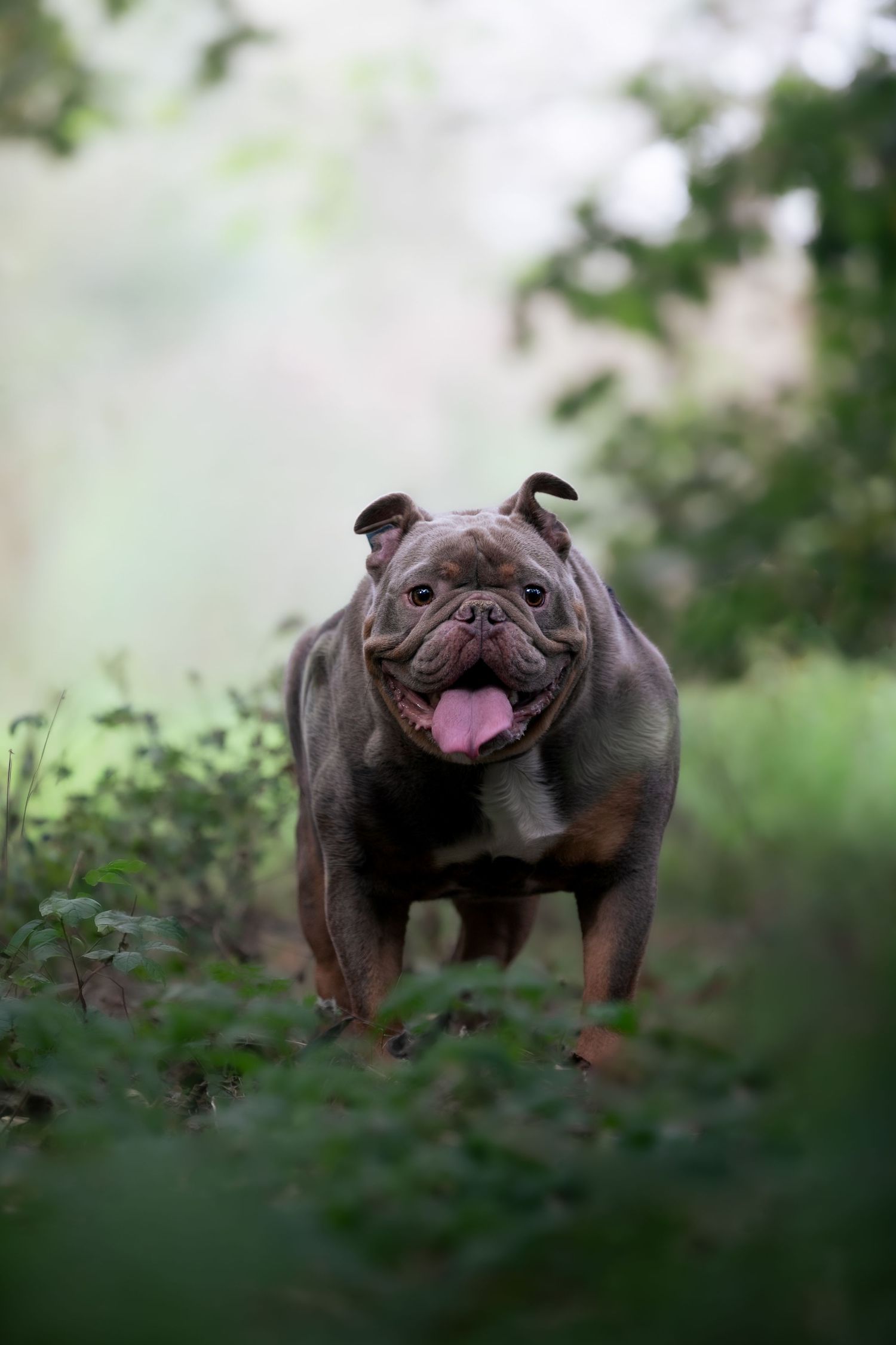 A brown English Bulldog runs through a lush green forest path with tongue out, looking happy and energetic.