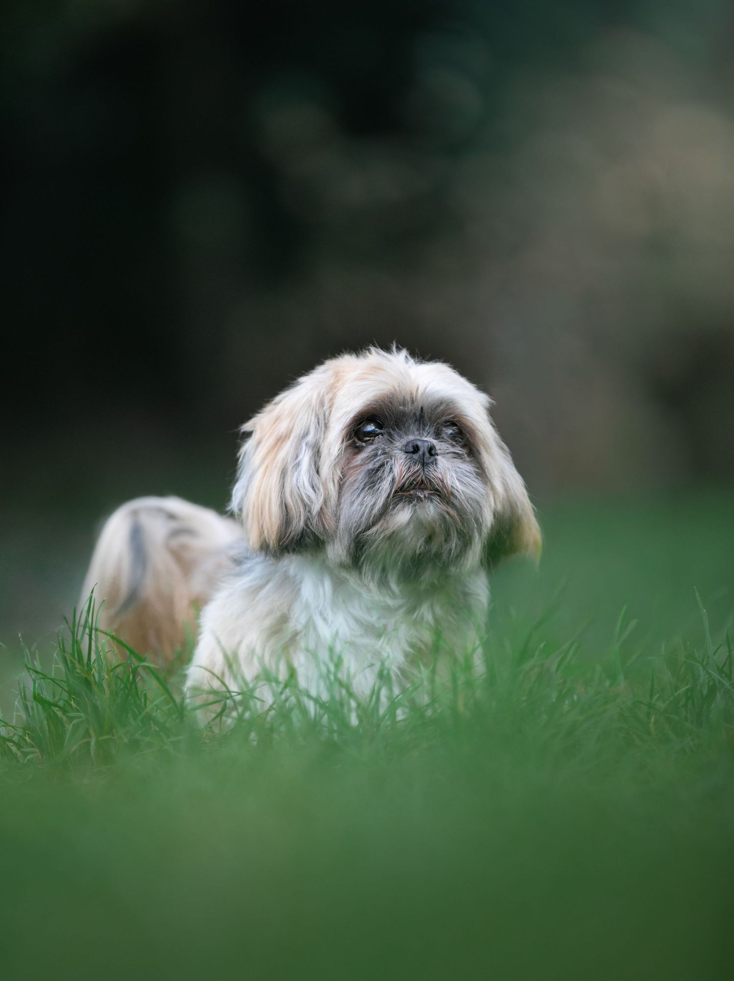 A fluffy Shih Tzu dog sitting in green grass, looking up with an adorable expression in a softly blurred outdoor setting.