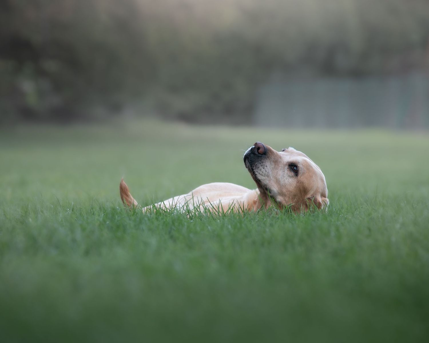 A golden Labrador puppy rolls playfully in lush green grass, head tilted back in a sunny backyard.