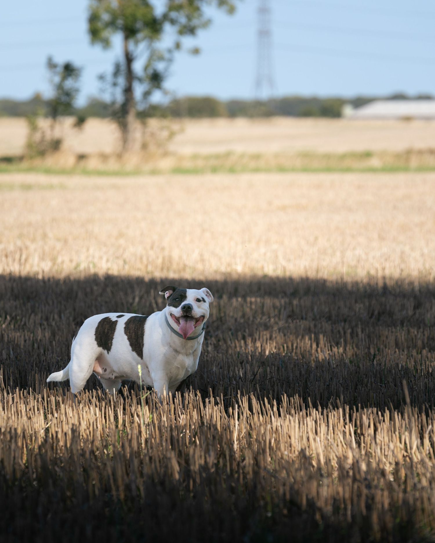 A black and white dog stands happily in a golden harvested wheat field with trees and a pylon in the background.