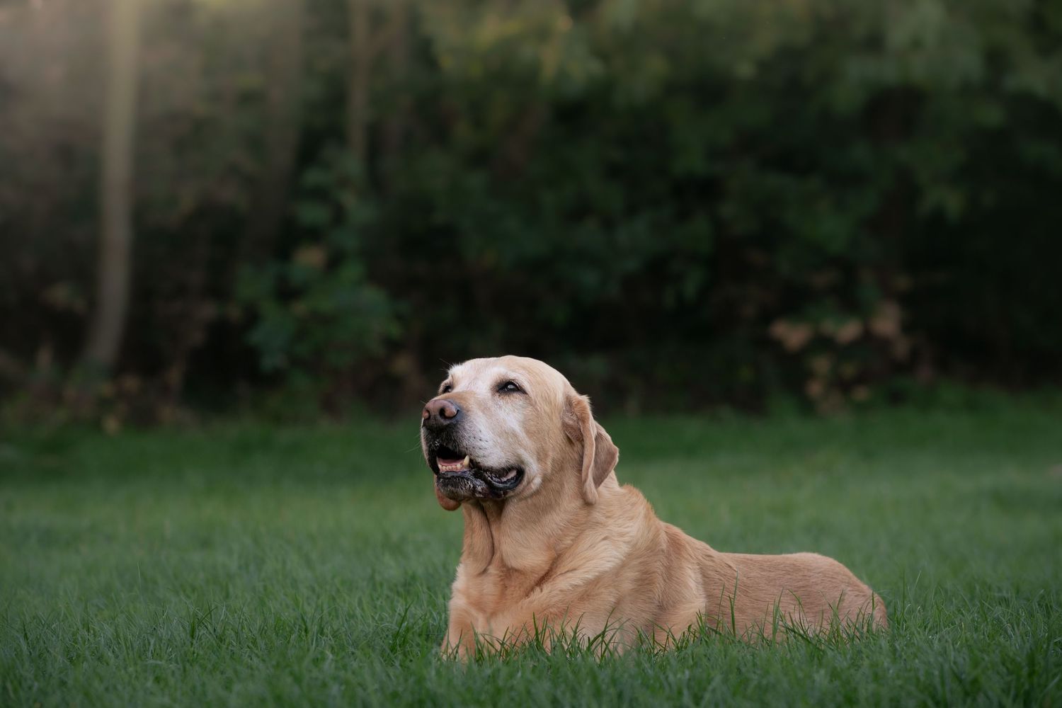 Golden Labrador Retriever dog lying on green grass in a park, looking up with mouth open, trees in background.