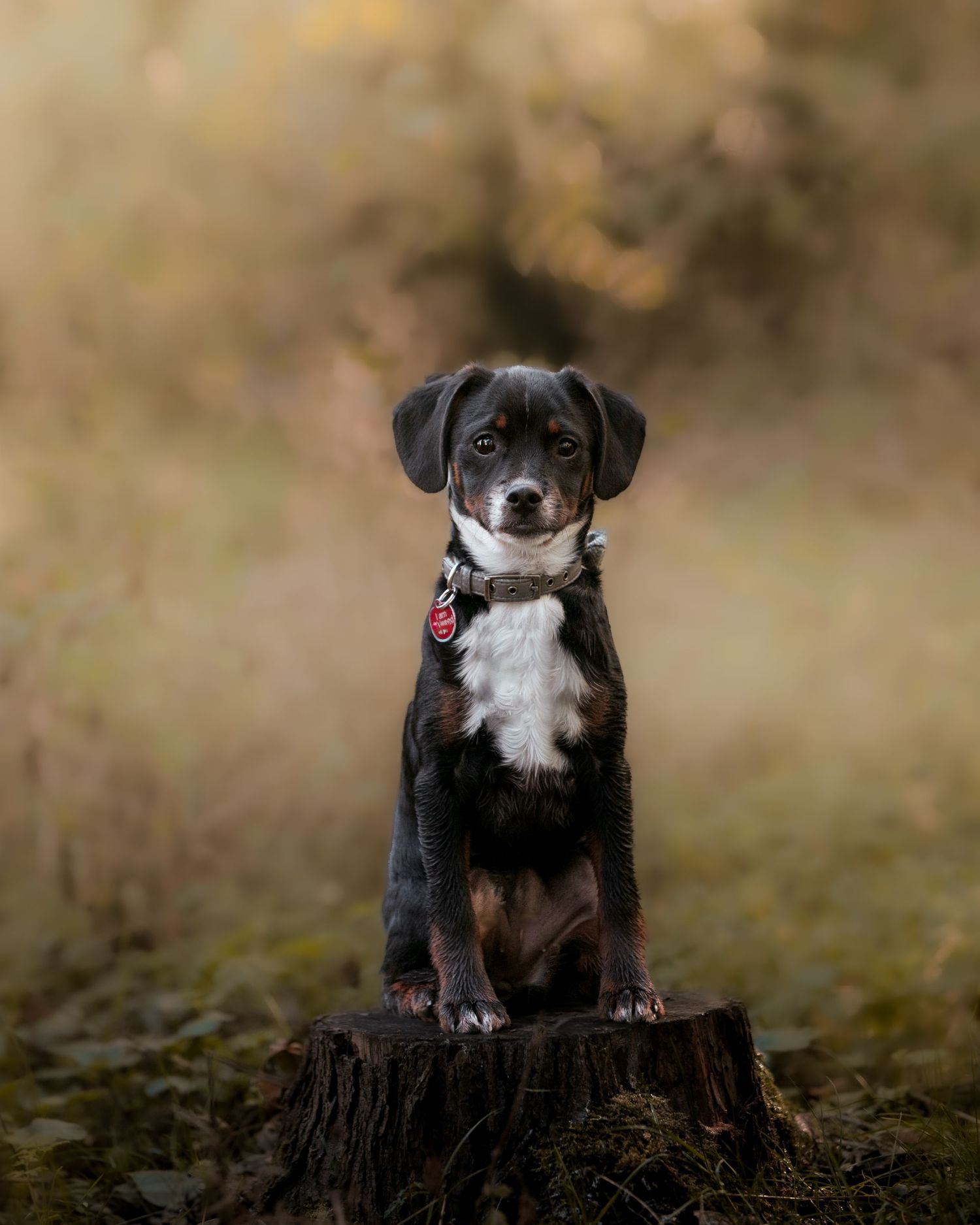 A black and tan puppy with a red collar sits on a tree stump in a lush outdoor setting.