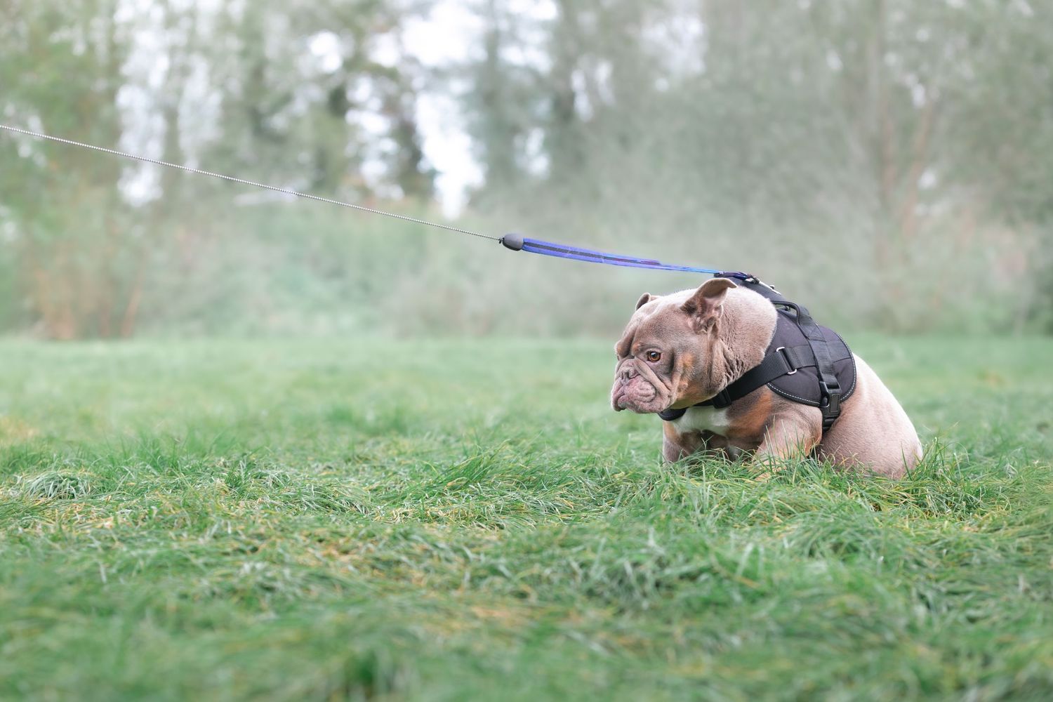 A small bulldog puppy on a blue leash wearing a harness sniffs the green grass in an outdoor park setting.