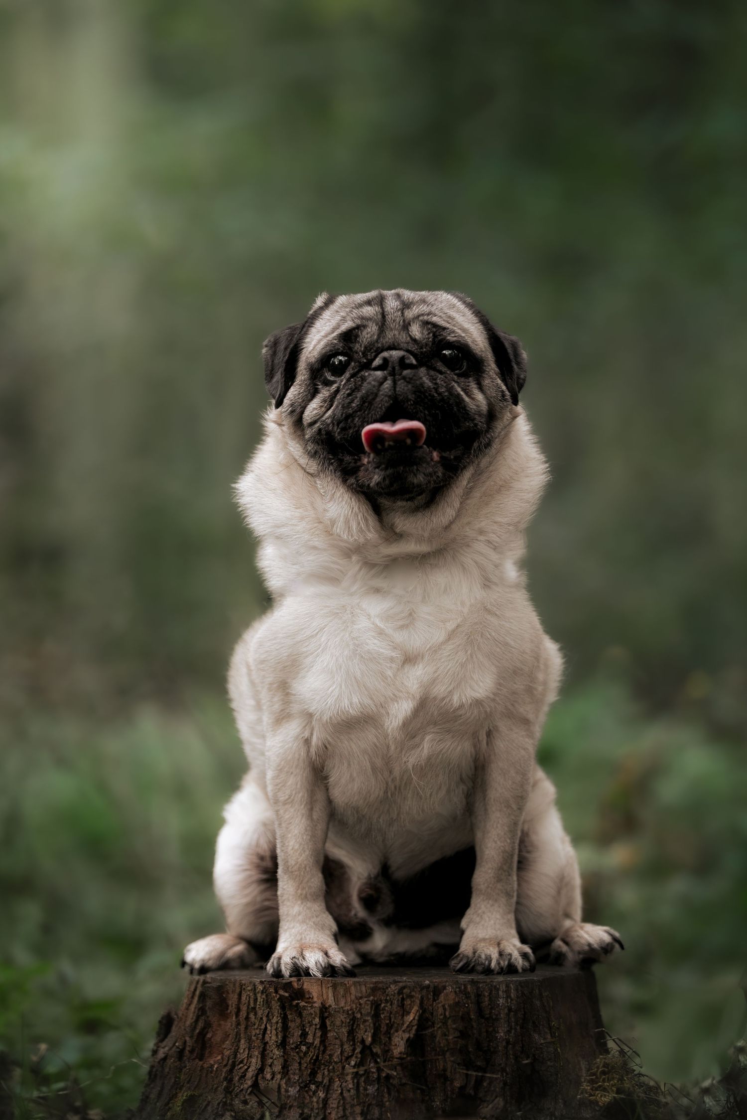 A fawn pug sitting on a tree stump in a forest, tongue out, with a wrinkled face and curious expression.