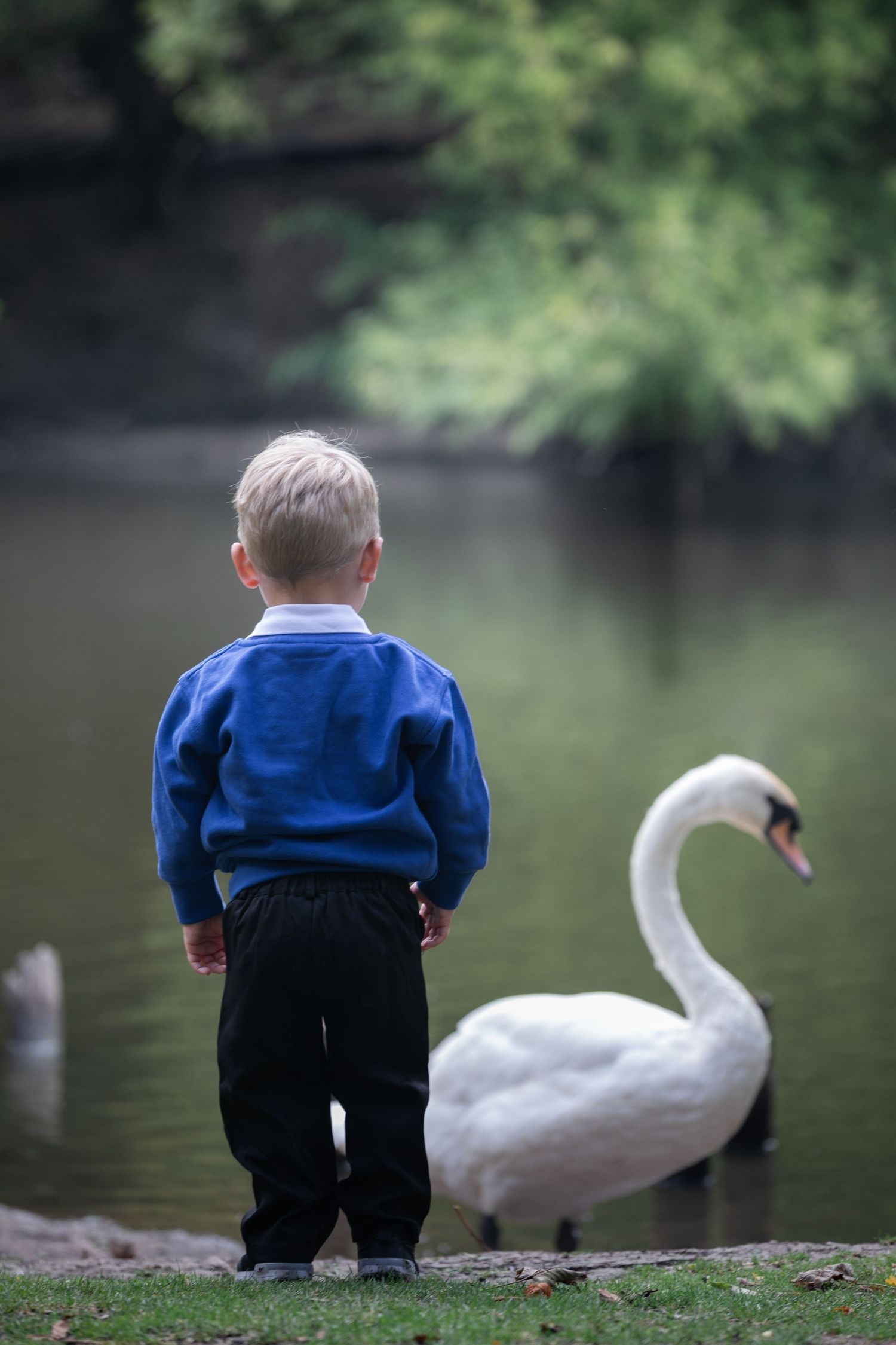 Young blonde toddler in blue sweater stands at pond's edge watching a graceful white swan glide on calm water.