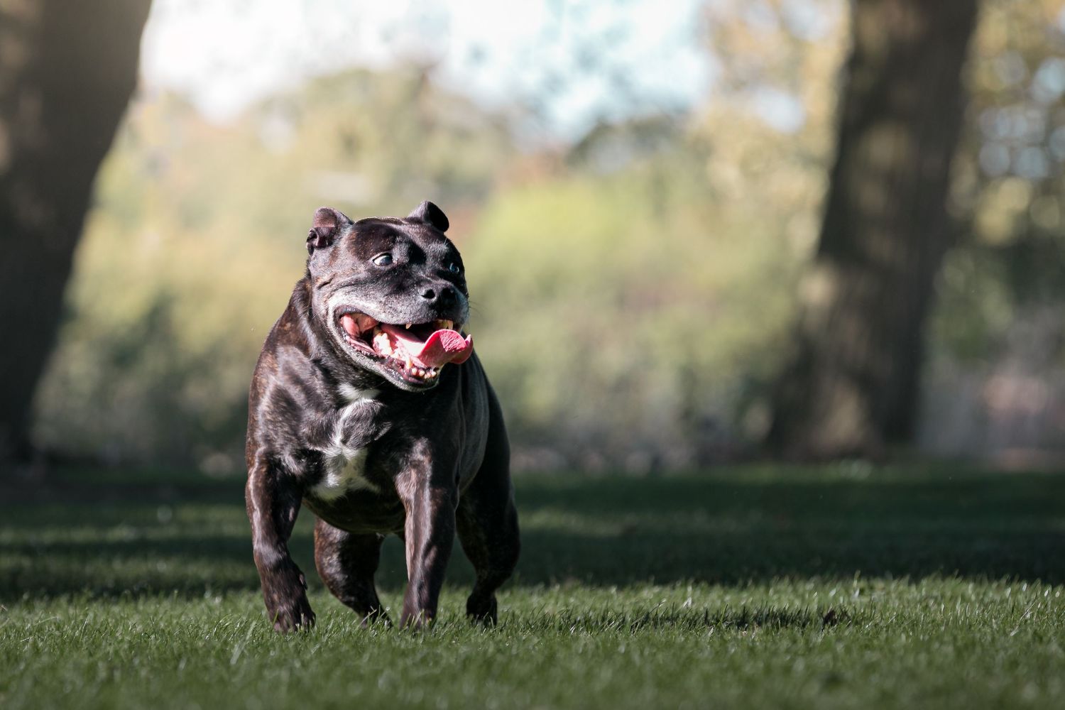 A dark brindle Staffordshire Bull Terrier runs energetically across green grass in a sunny park.