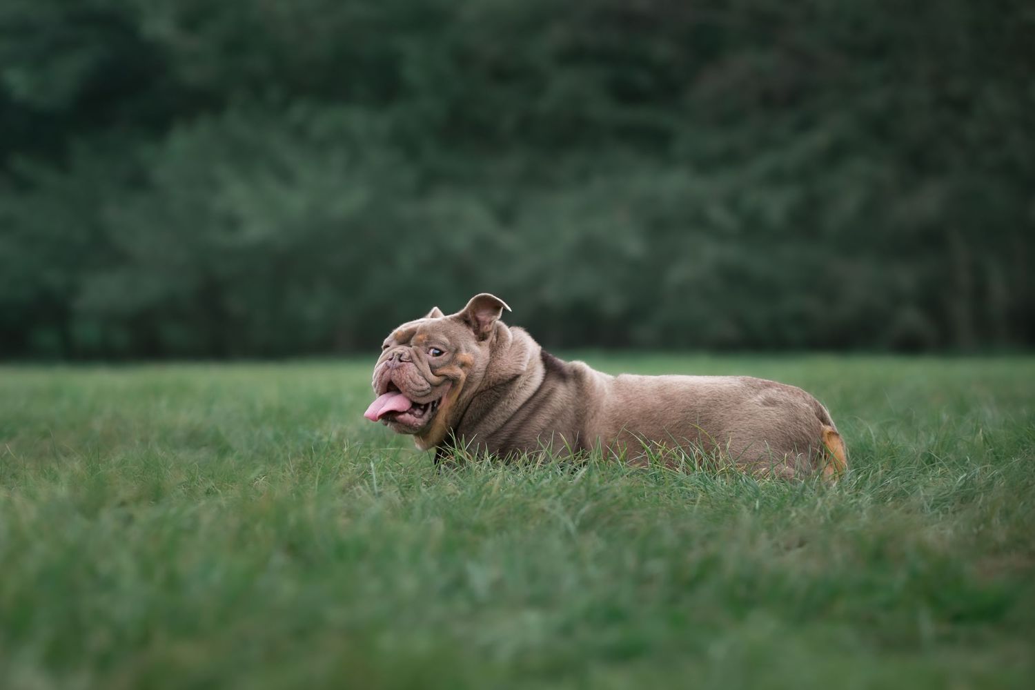 A brown English Bulldog runs through lush green grass with its tongue out, trees visible in the background.