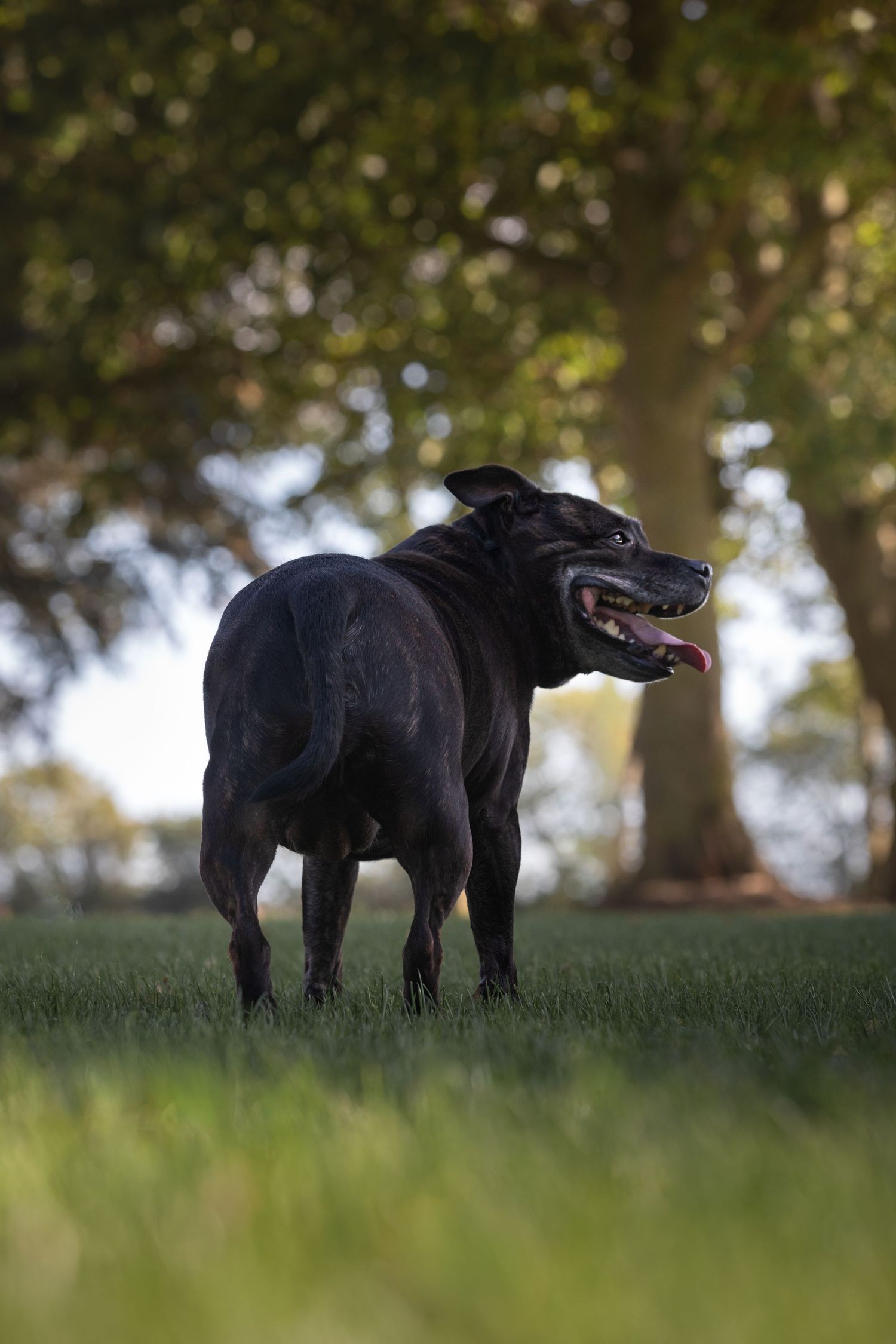 Black dog standing on green grass in a park with trees in the background, mouth open and tongue out.