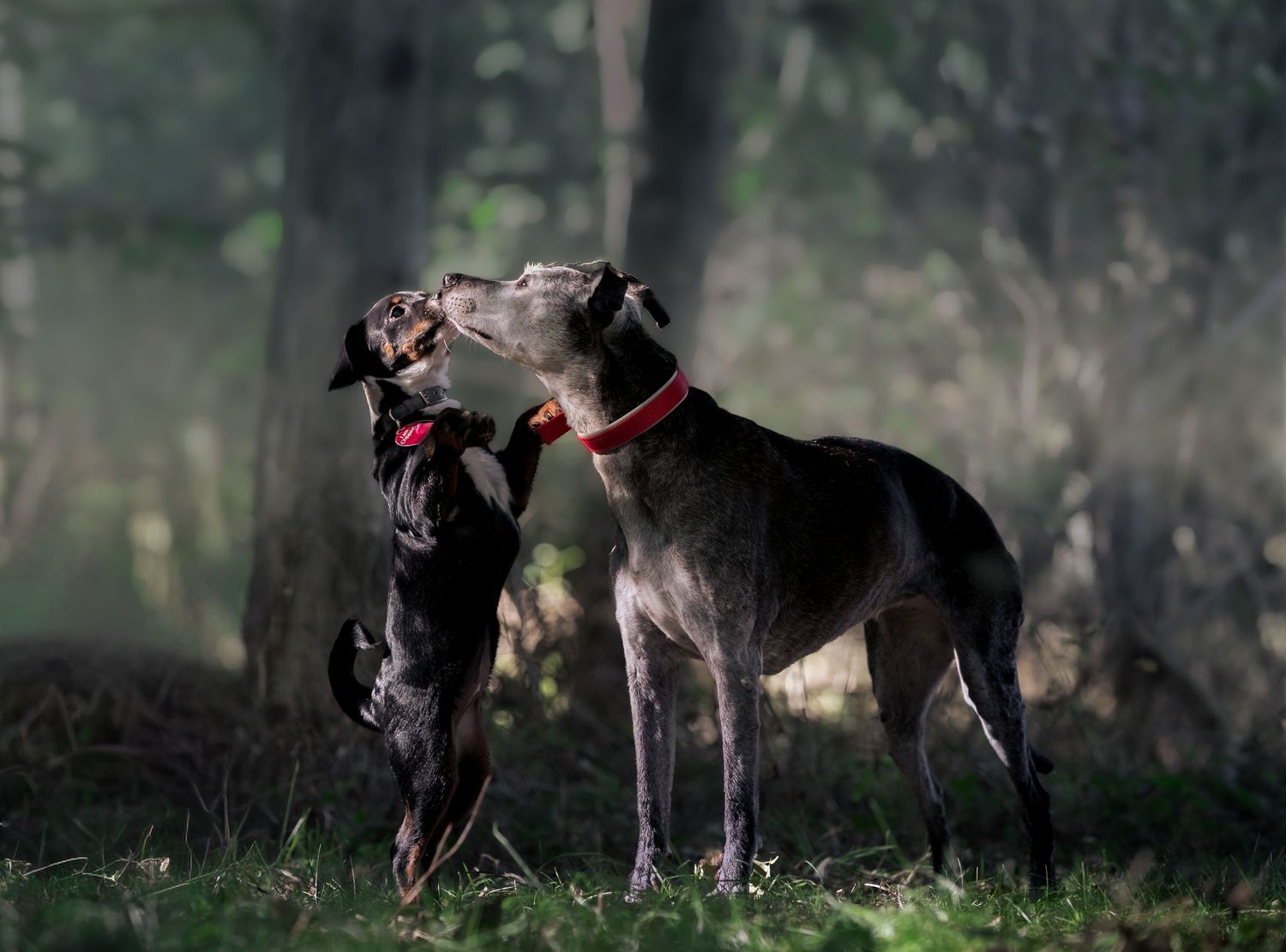 Two dogs with red collars interact affectionately in a forest clearing, one smaller black dog reaching up to the taller gray dog.