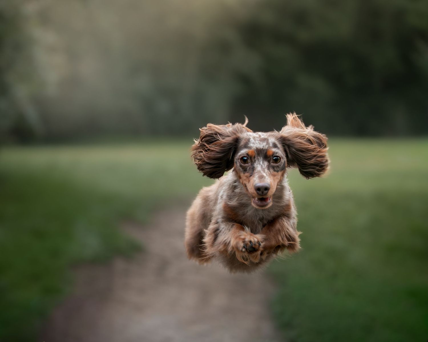A long-haired Dachshund leaps mid-air on a park path, ears flying, captured in a joyful action shot.