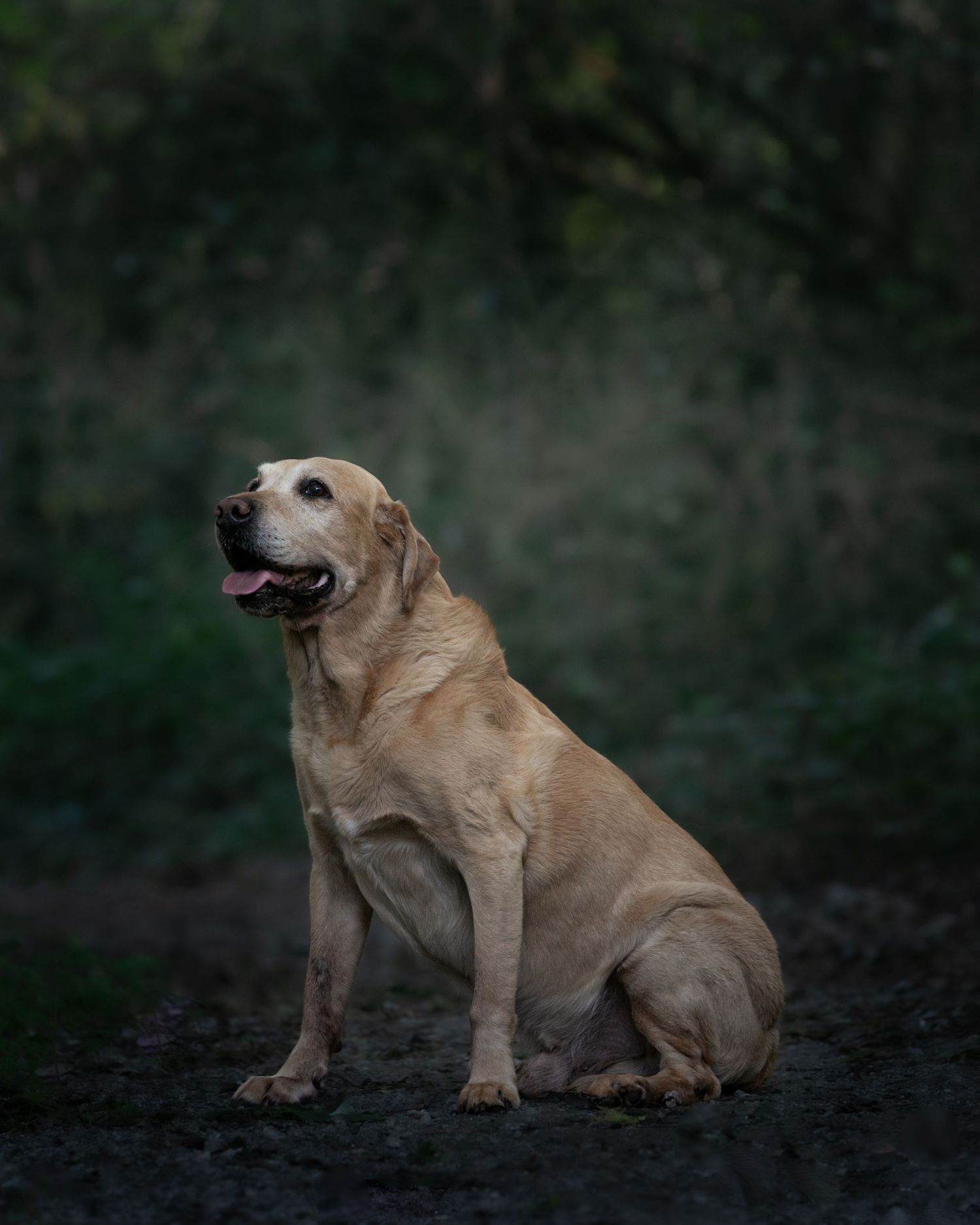 A golden Labrador Retriever sits attentively on dark ground with tongue out, set against a lush green bokeh background.