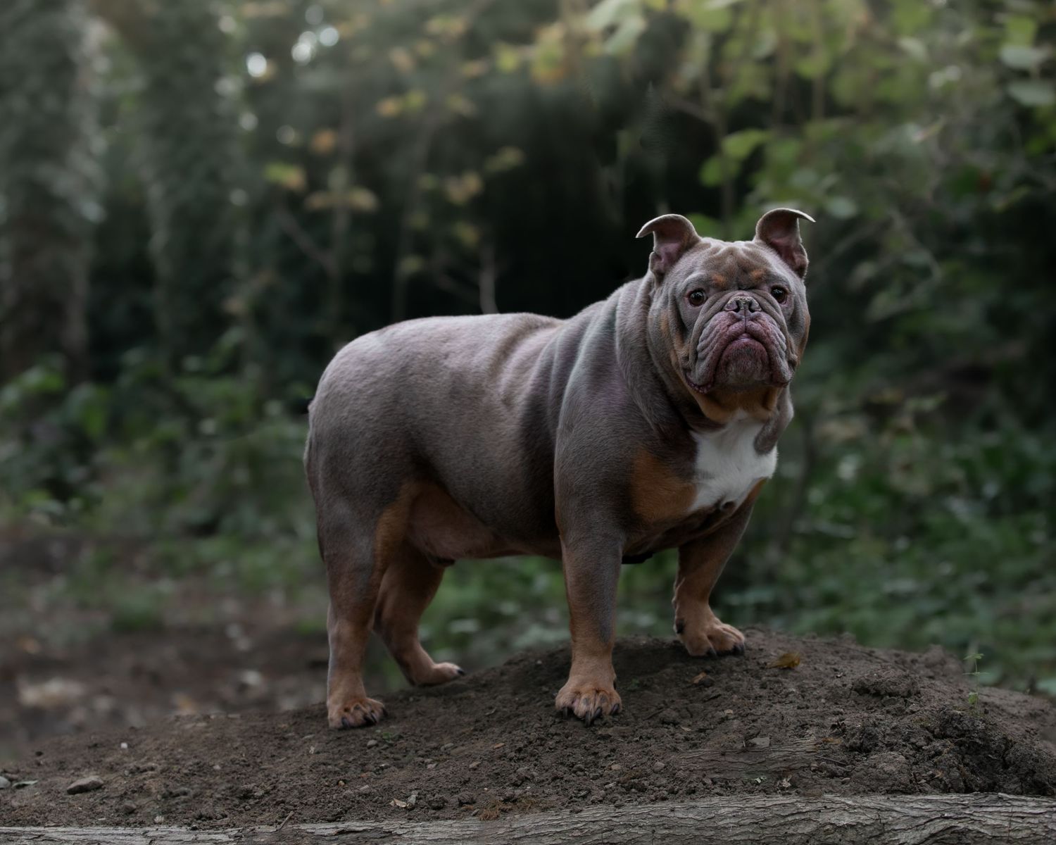 A muscular gray and brown English Bulldog stands proudly on a dirt mound with lush green trees in the background.