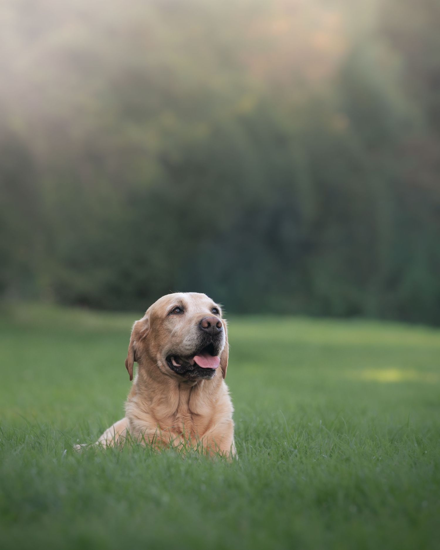 A golden Labrador Retriever lying in lush green grass with tongue out, set against a soft bokeh forest background.