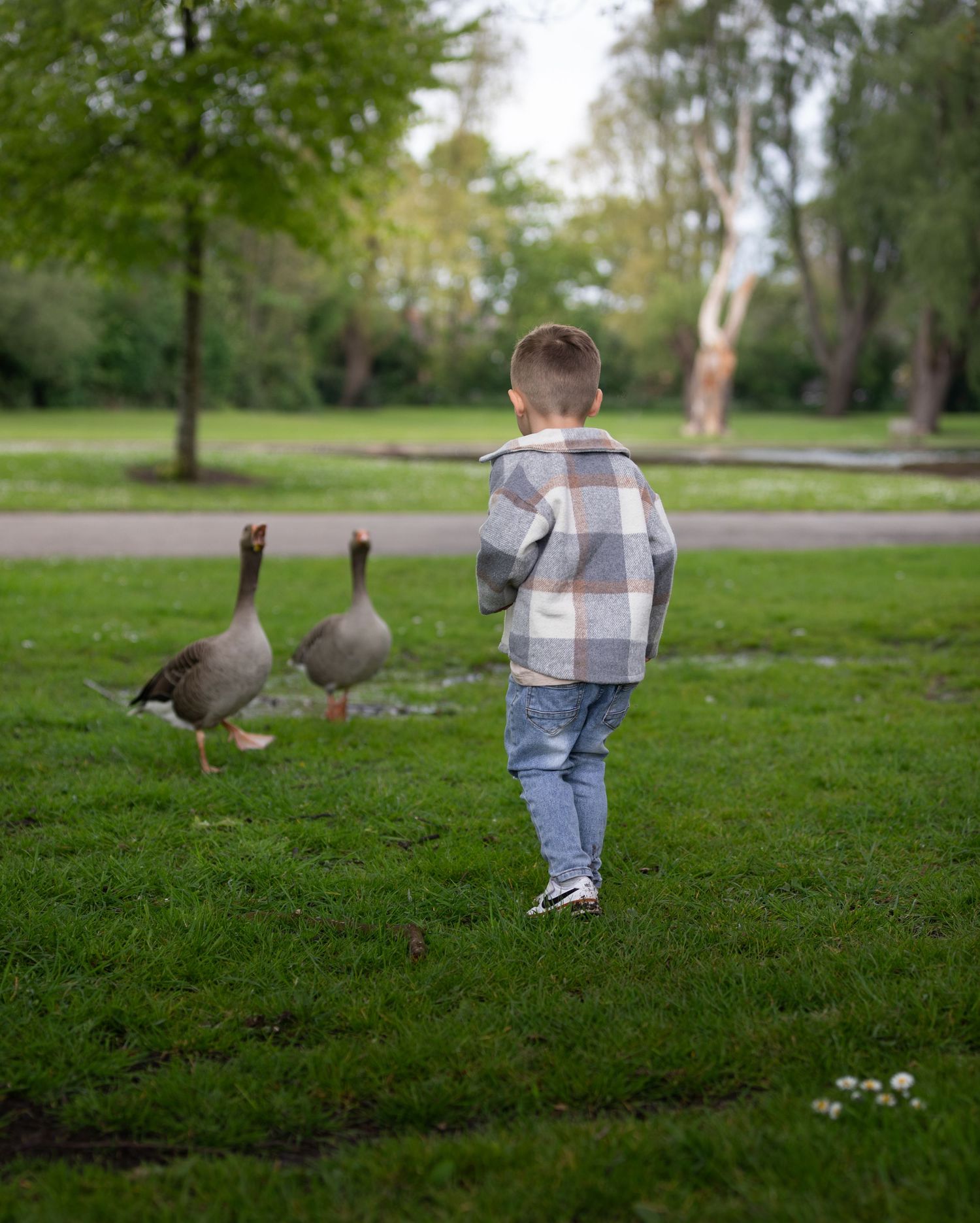 Young boy in plaid jacket watching geese in a park.

East Park Hull