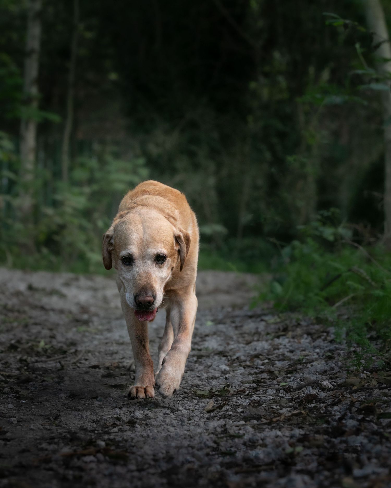 A golden Labrador Retriever walks along a muddy forest trail surrounded by lush green trees.