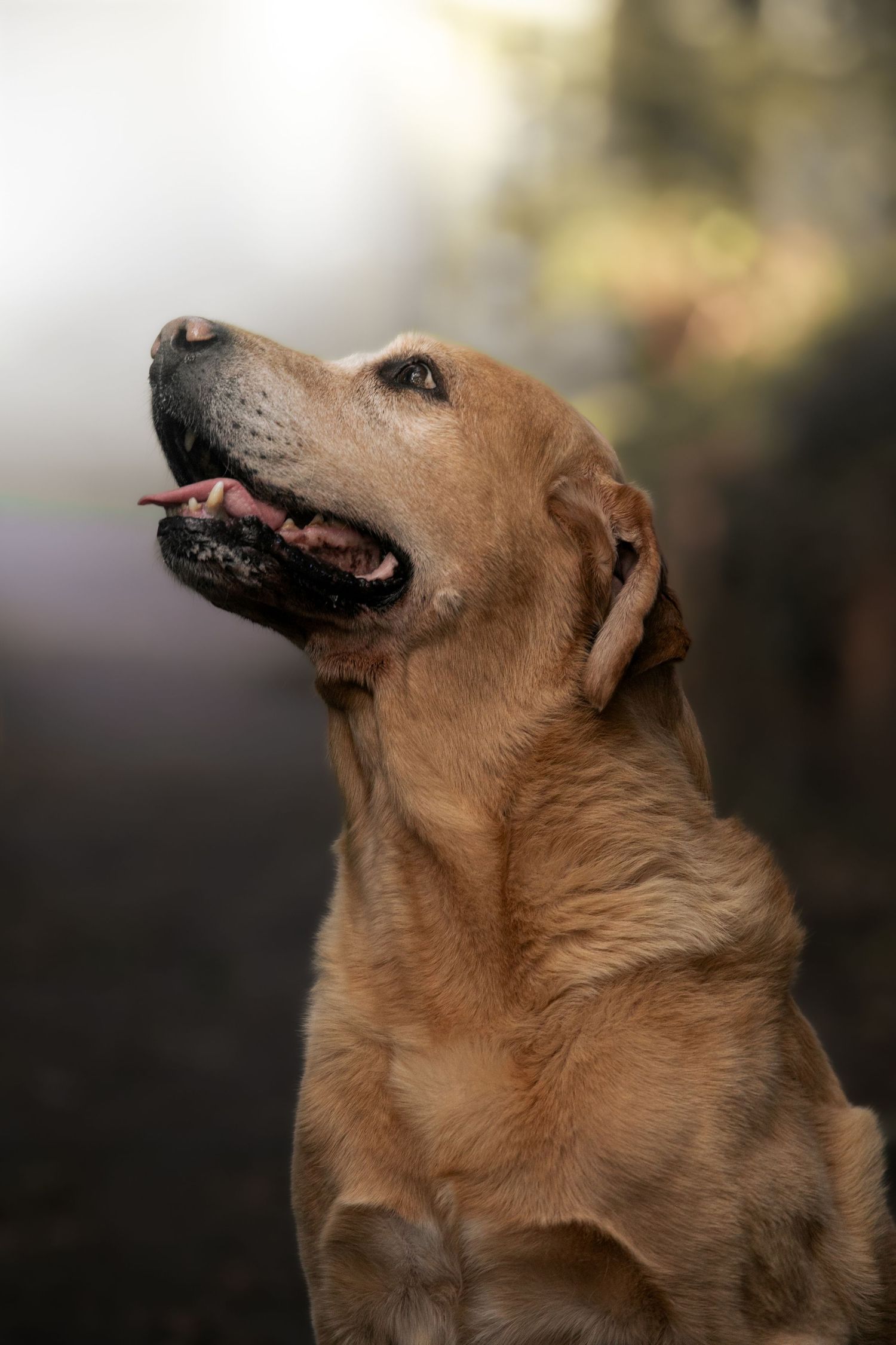 A golden Labrador Retriever sits outdoors with mouth open, gazing upward against a soft bokeh background.