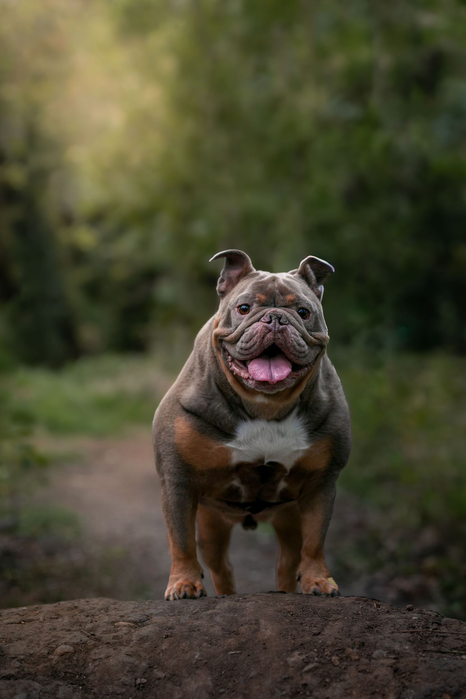 A happy English Bulldog stands on a rock in a forest trail, tongue out, with a blurred green woodland background.