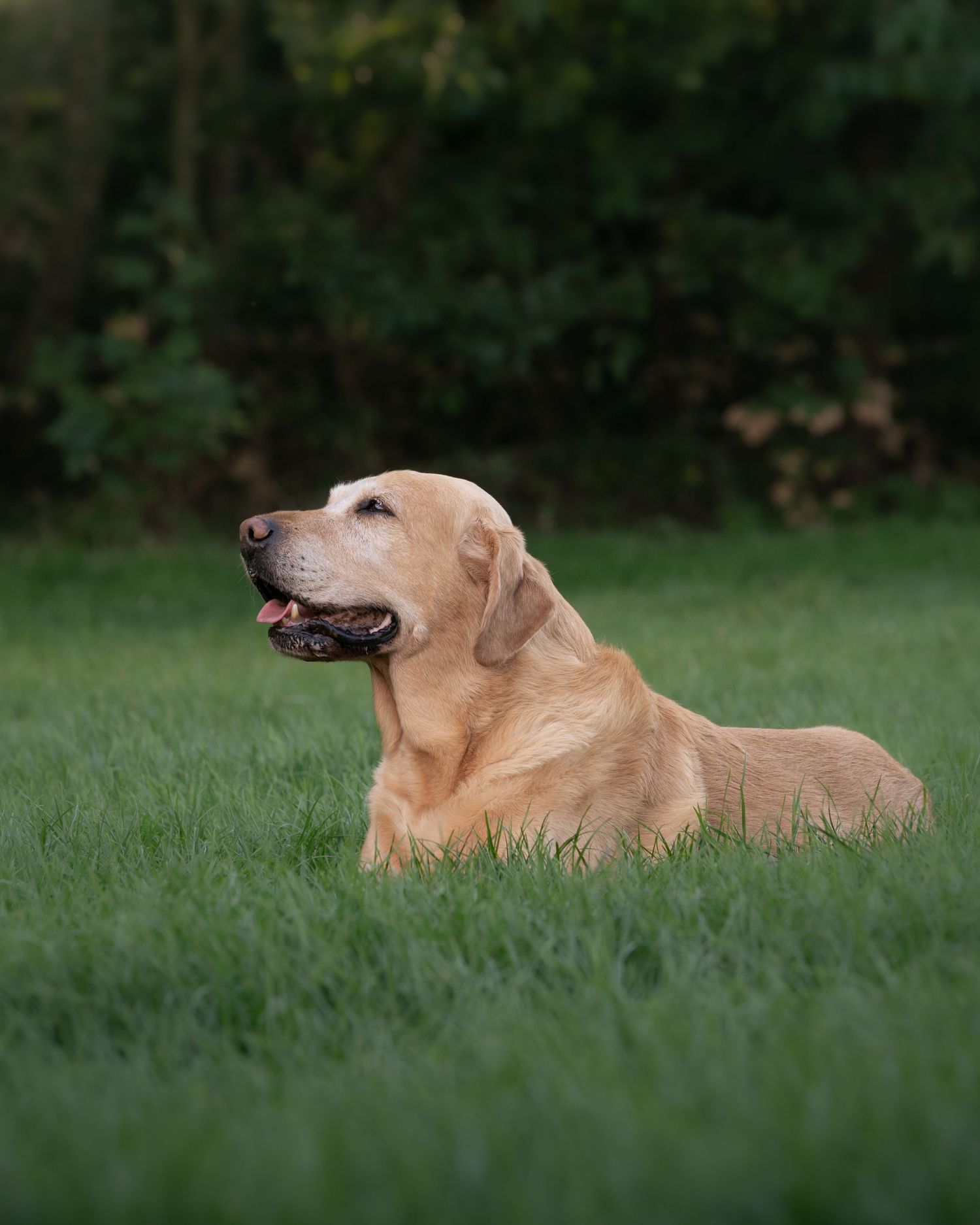 A golden Labrador Retriever lies on lush green grass, gazing upward with mouth open, trees in background.