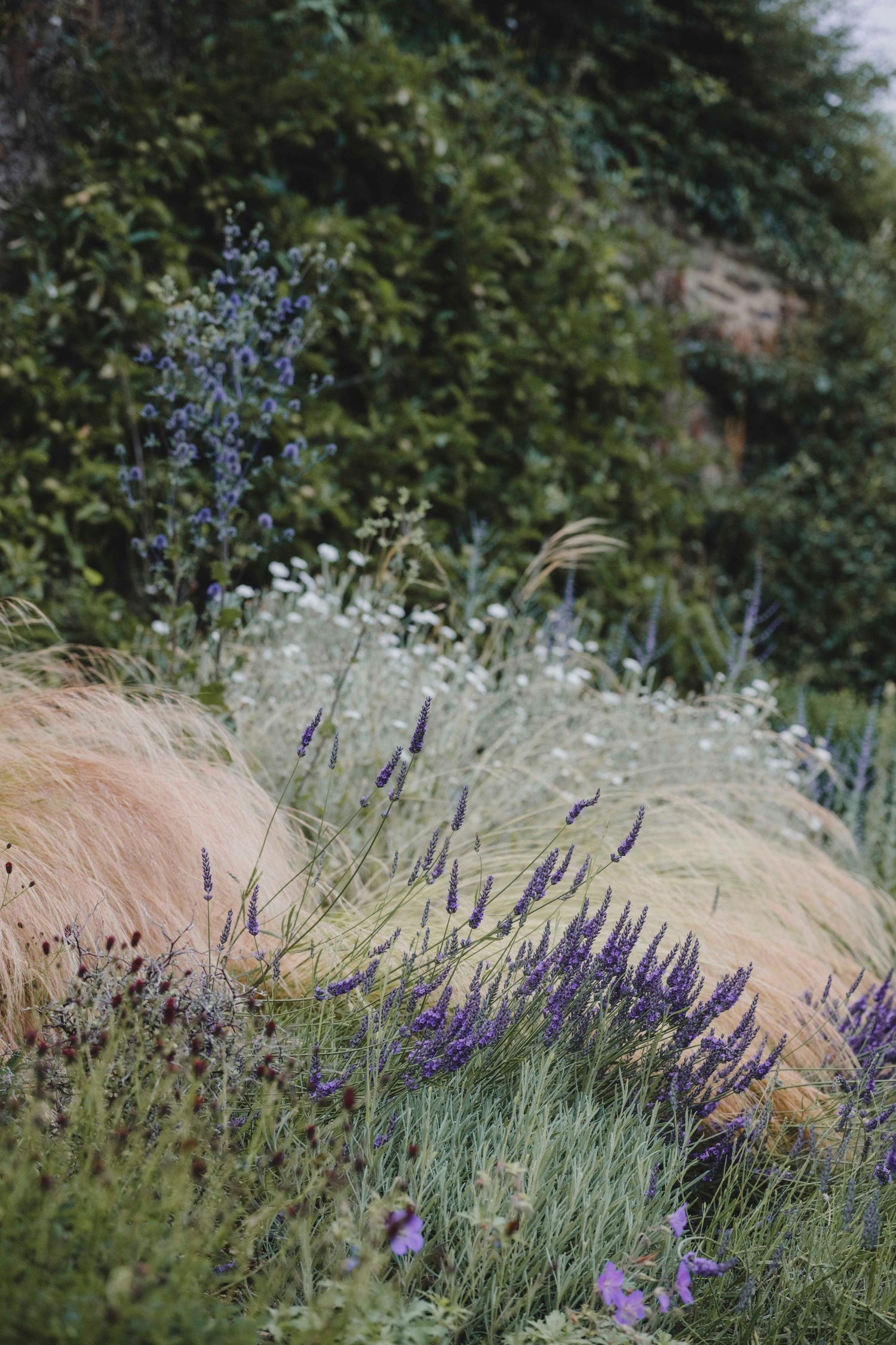 Garden Landscape Photography - Darren Hawkes Garden Design