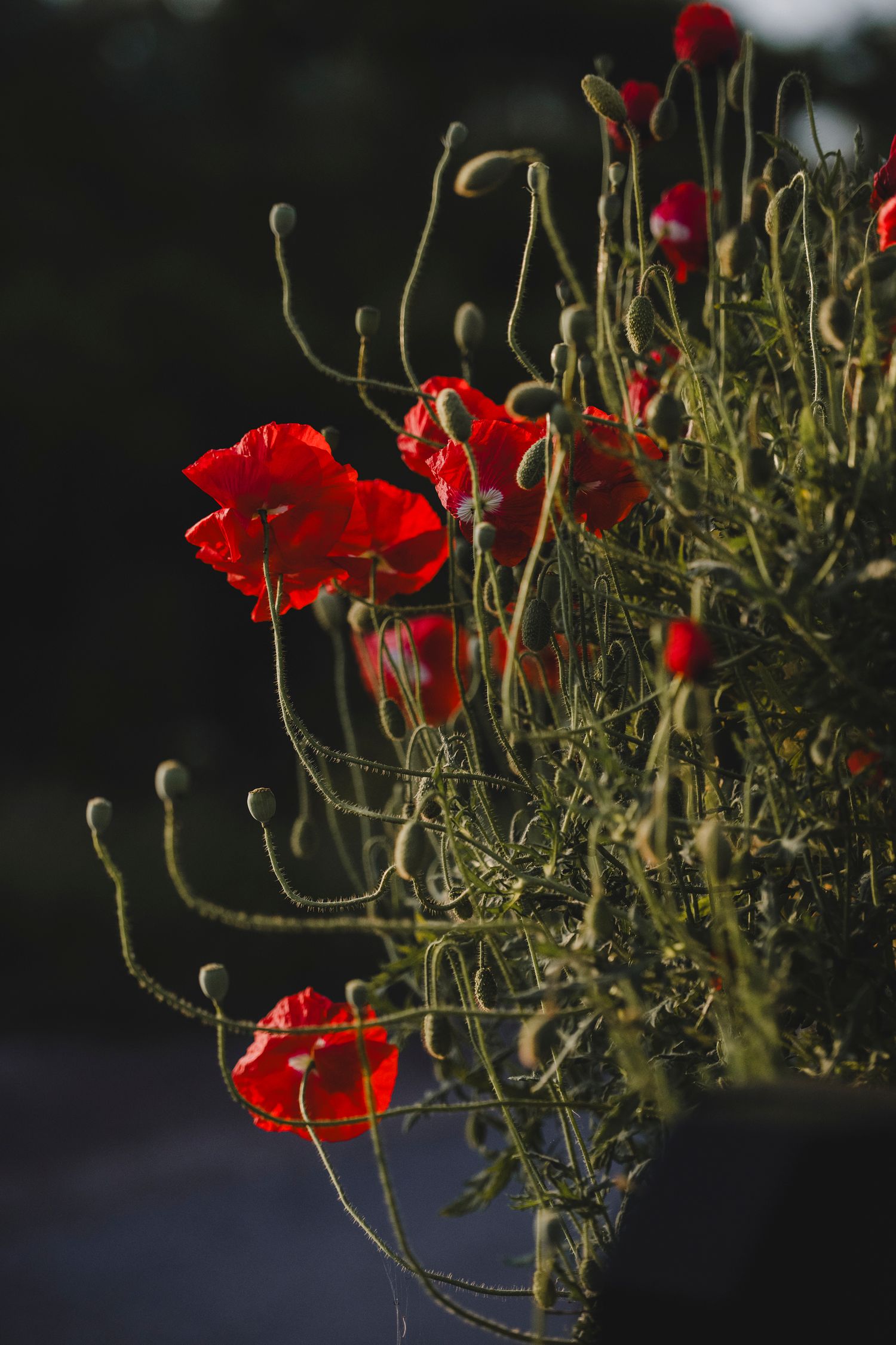 Garden Landscape Photography - Darren Hawkes Garden Design - Koto at the Point Polzeath