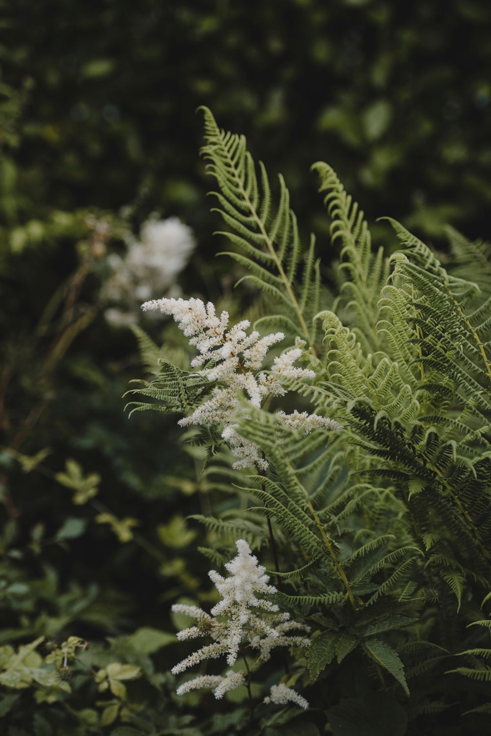 Botanical Photography - Beauty in Plants - Nature Photography