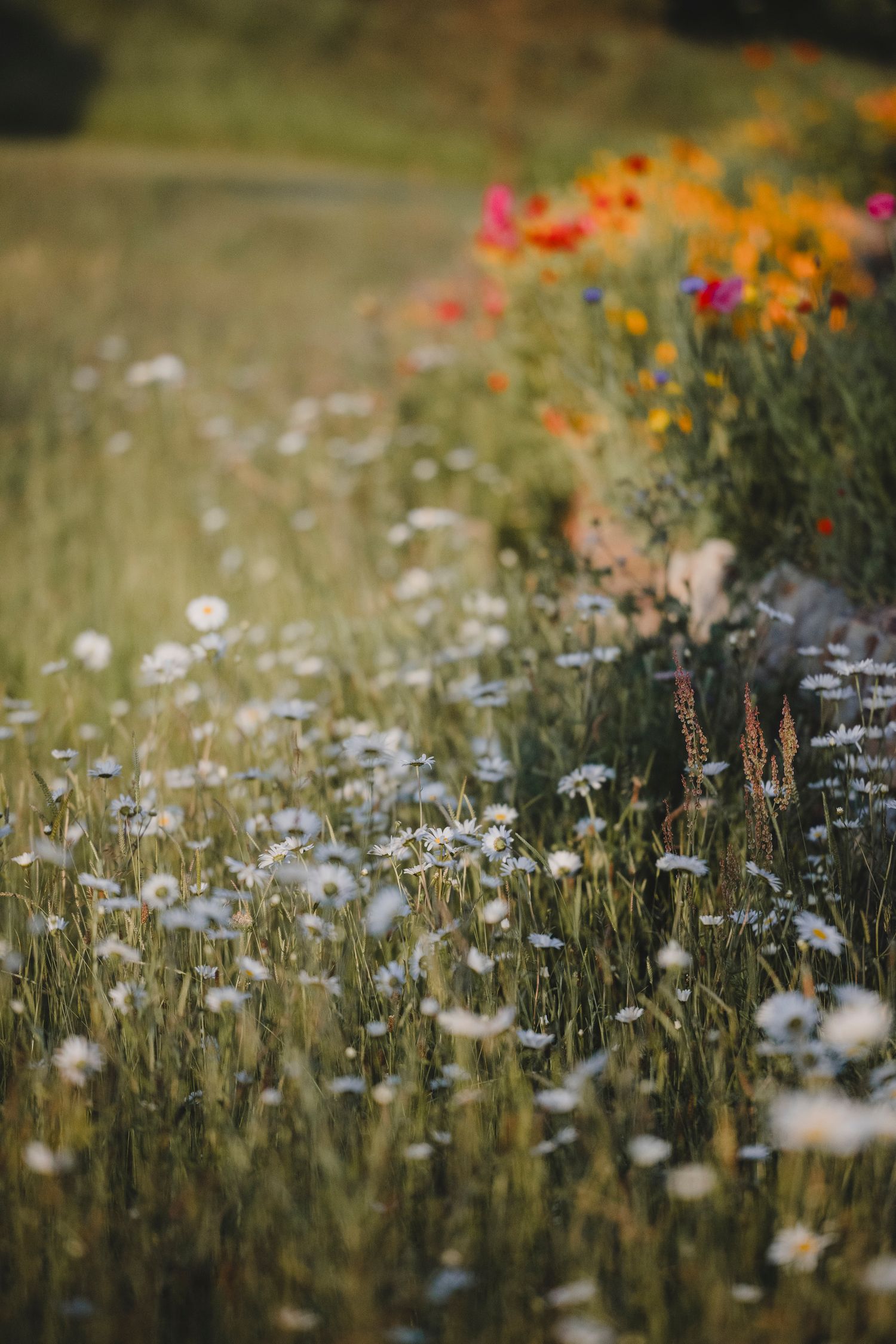 Garden Landscape Photography - Darren Hawkes Garden Design - Koto at the Point Polzeath