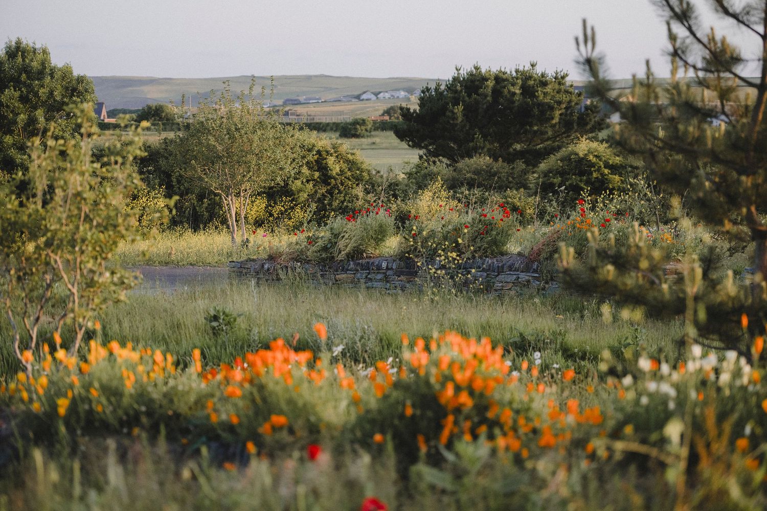 Garden Landscape Photography - Darren Hawkes Garden Design - Koto at the Point Polzeath