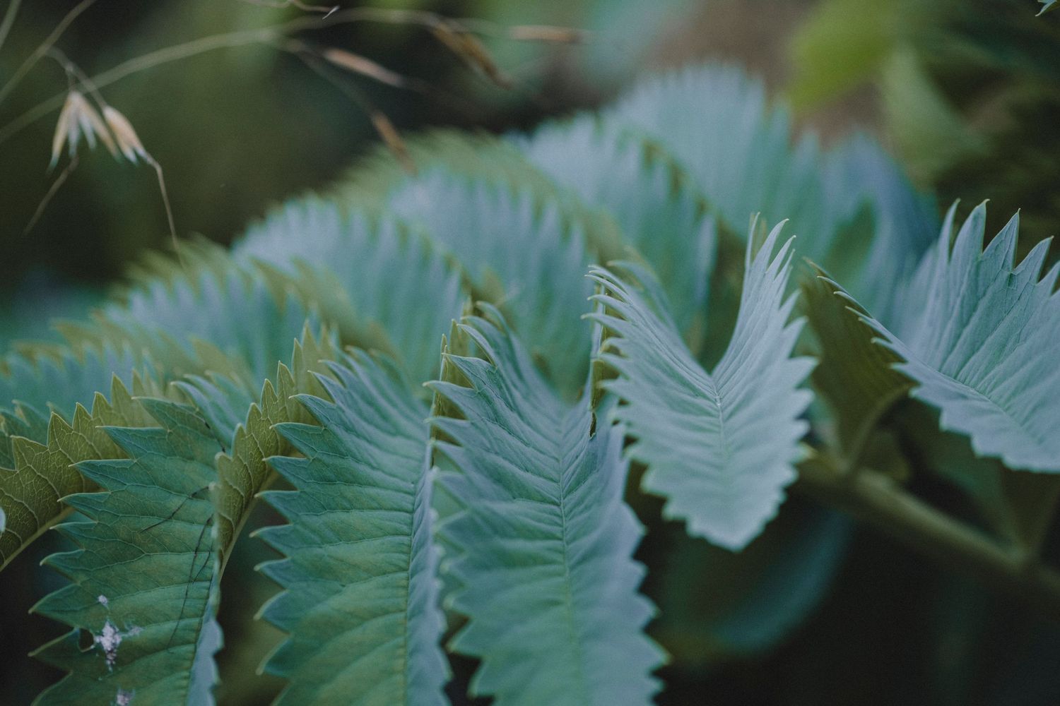 Garden Landscape Photography - Darren Hawkes Garden Design