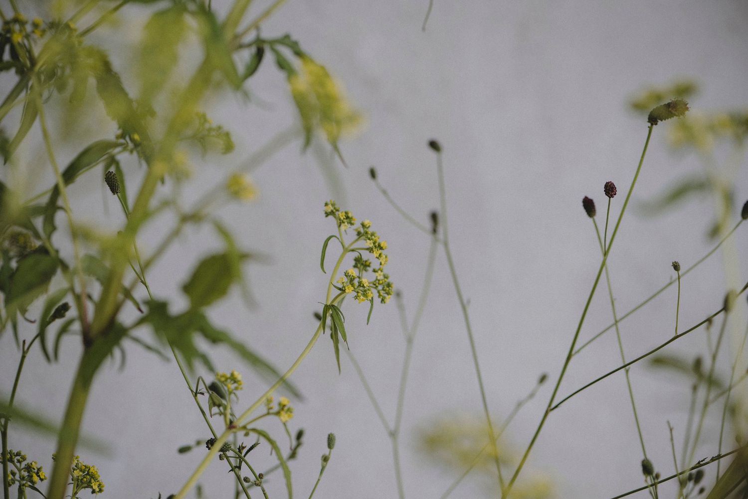 Garden Landscape Photography - Darren Hawkes Garden Design