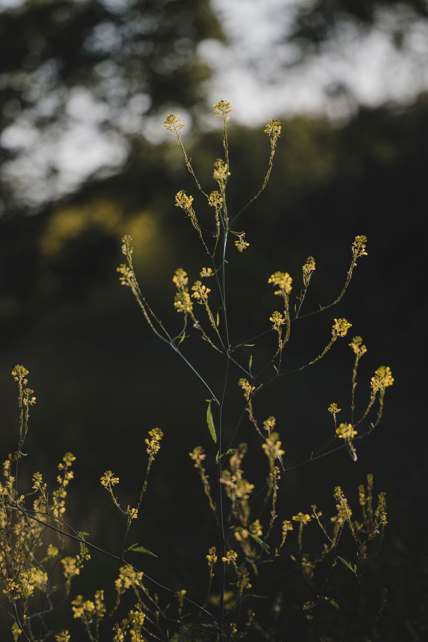 Garden Landscape Photography - Darren Hawkes Garden Design - Koto at the Point Polzeath