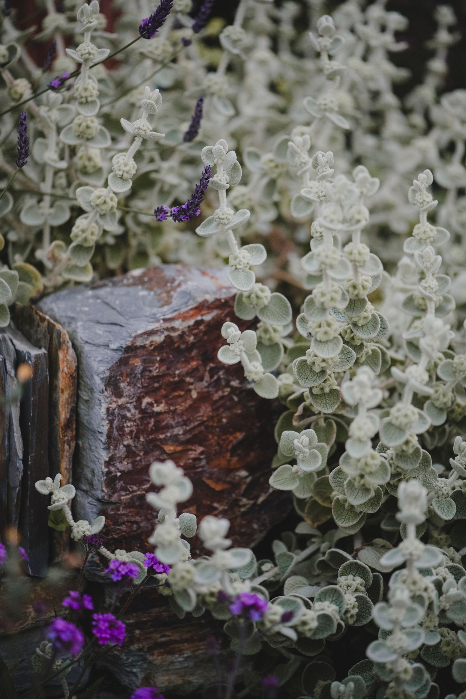 Garden Landscape Photography - Darren Hawkes Garden Design