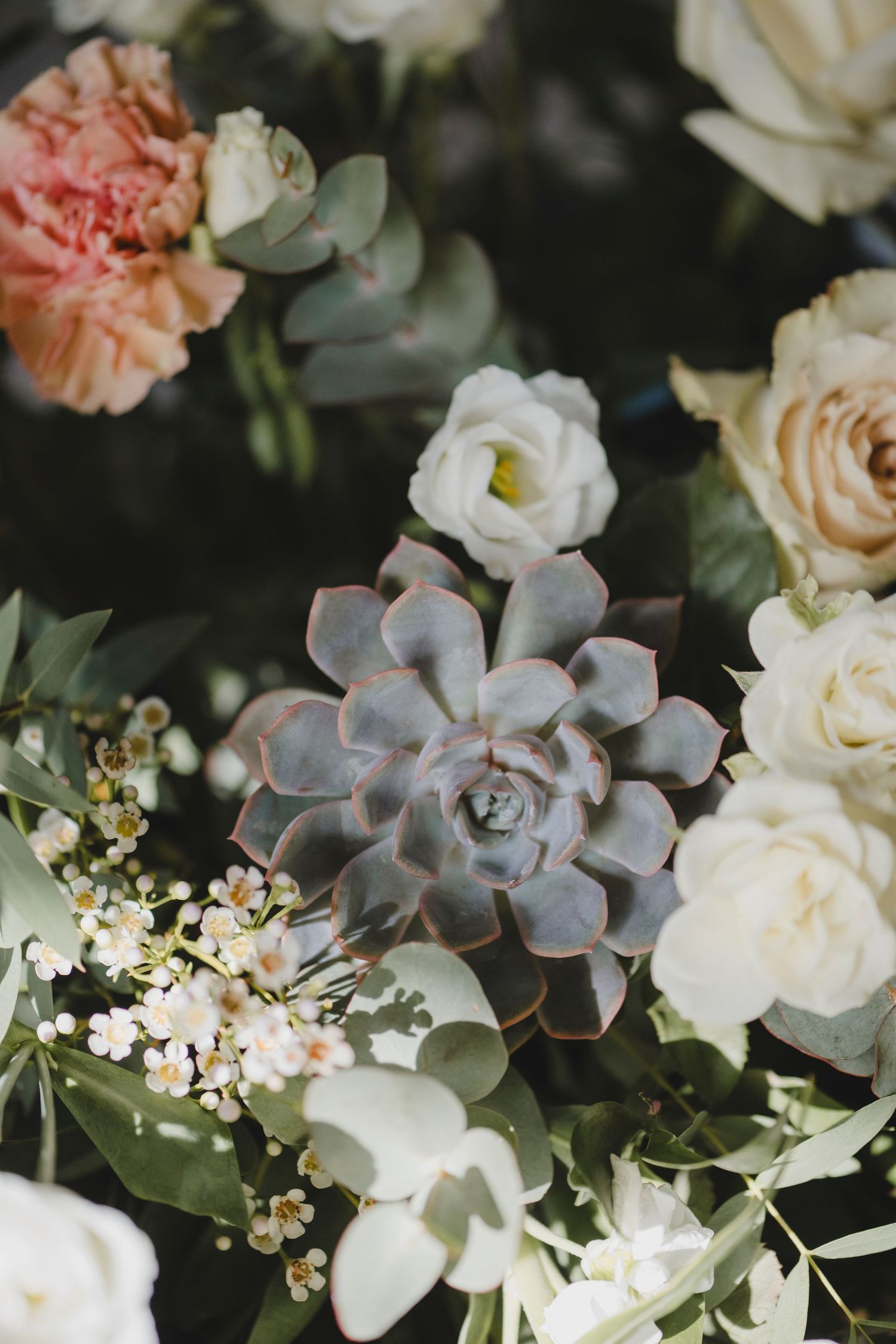 Botanical Photography - Beauty in Plants - Nature Photography