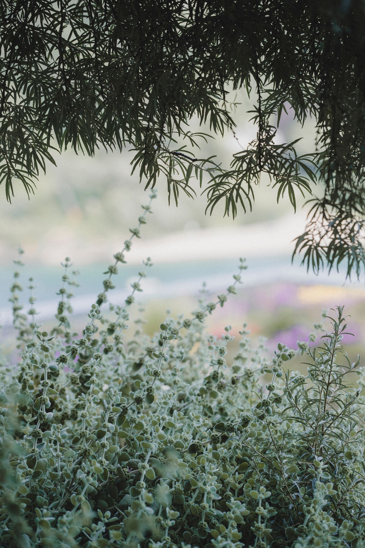 Garden Landscape Photography - Darren Hawkes Garden Design