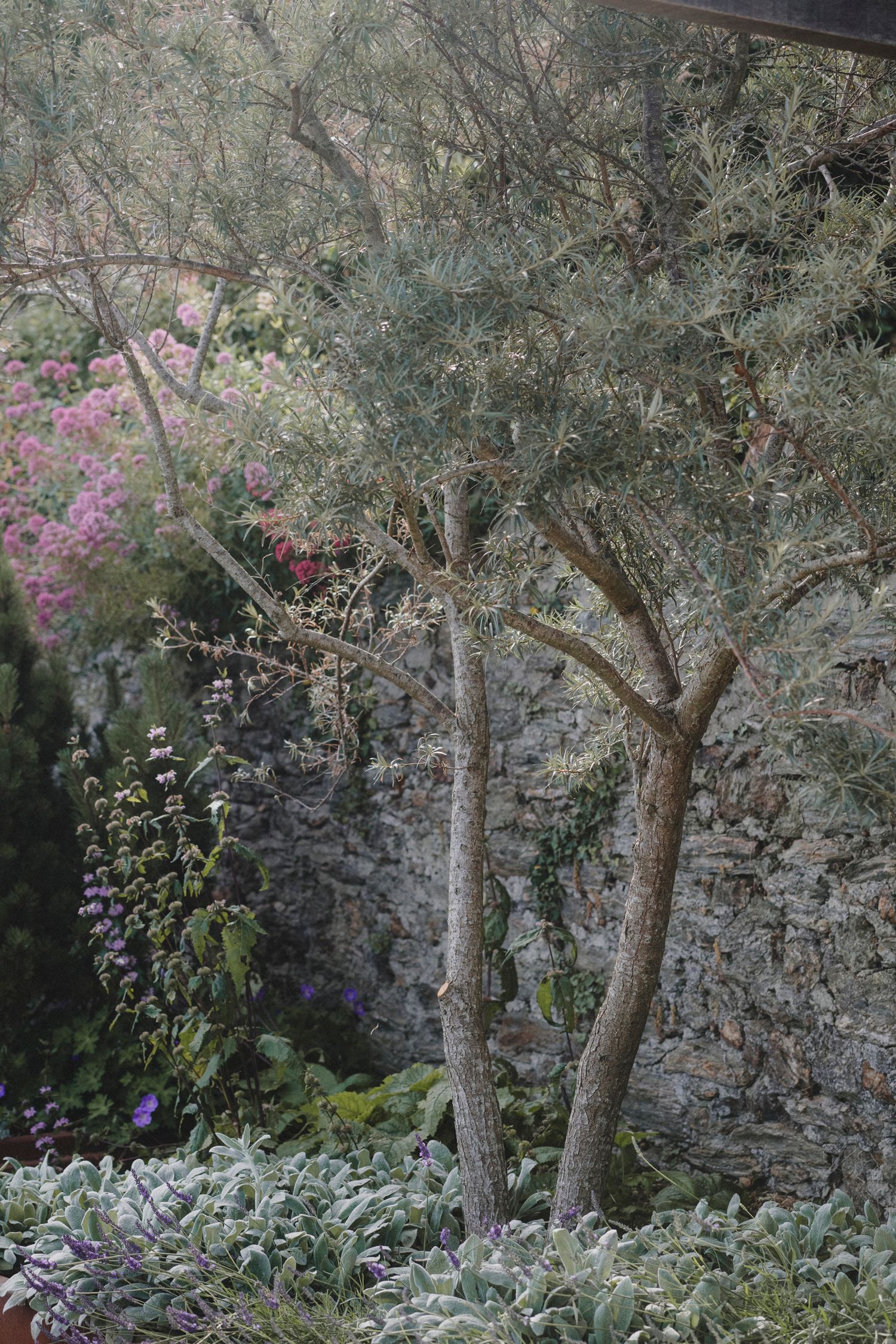 Garden Landscape Photography - Darren Hawkes Garden Design