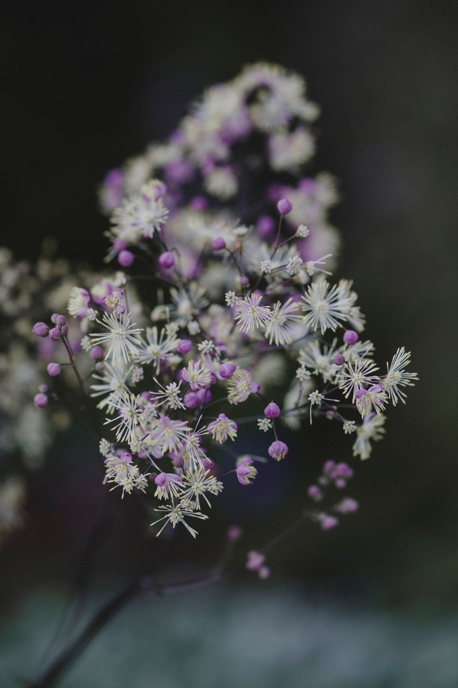 Garden Landscape Photography - Darren Hawkes Garden Design