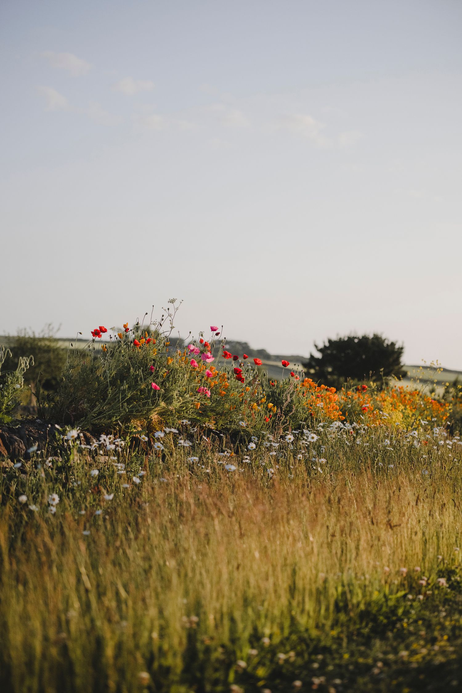 Garden Landscape Photography - Darren Hawkes Garden Design - Koto at the Point Polzeath